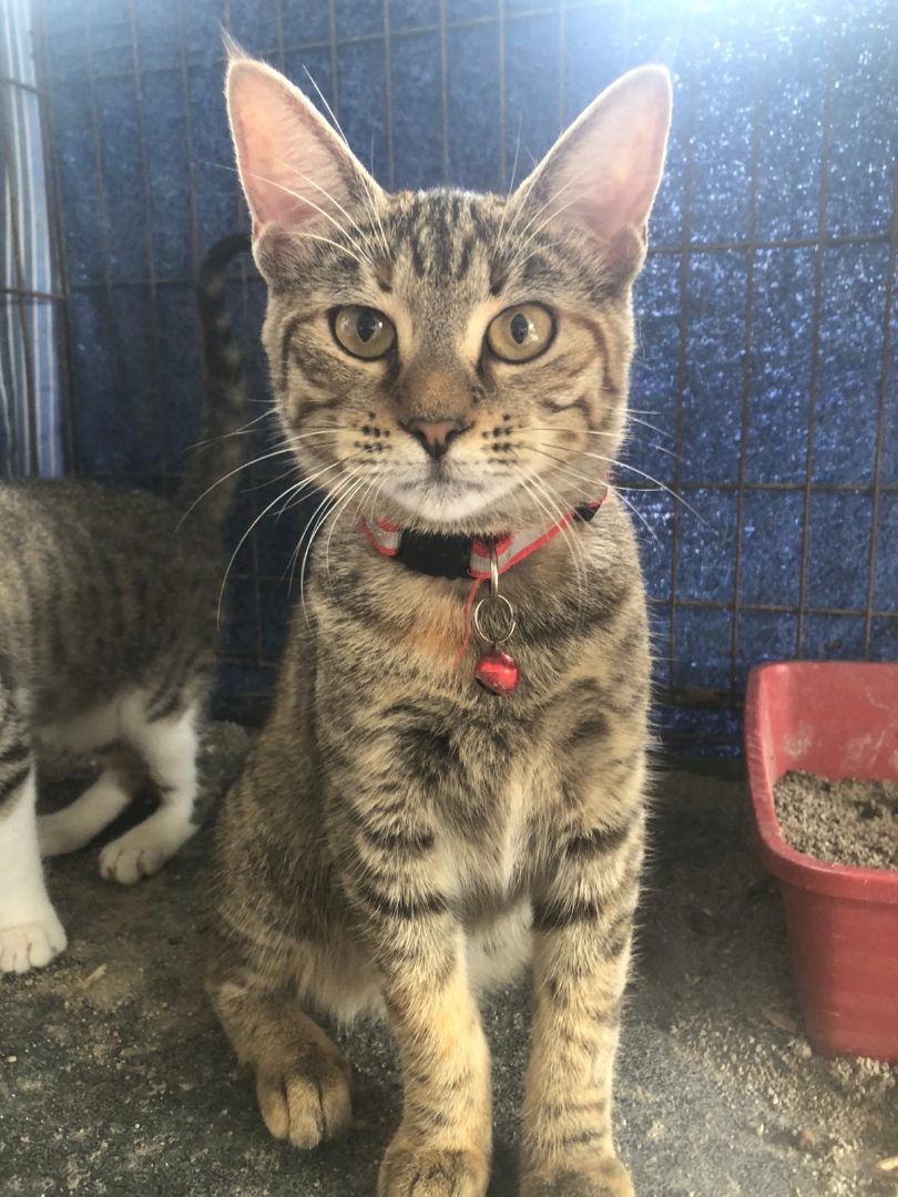 Enlarge Bonnie, a Adoptable Tabby in Pittsfield, MA image 4/6