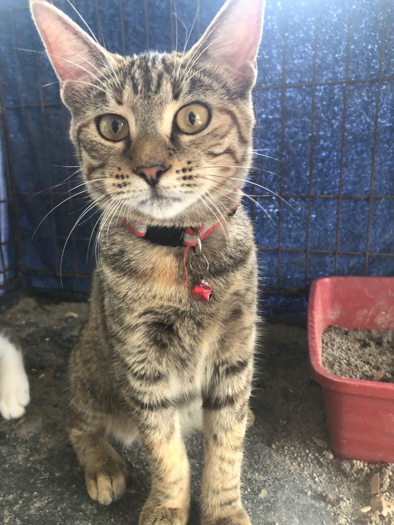 Bonnie, Baby Female Tabby