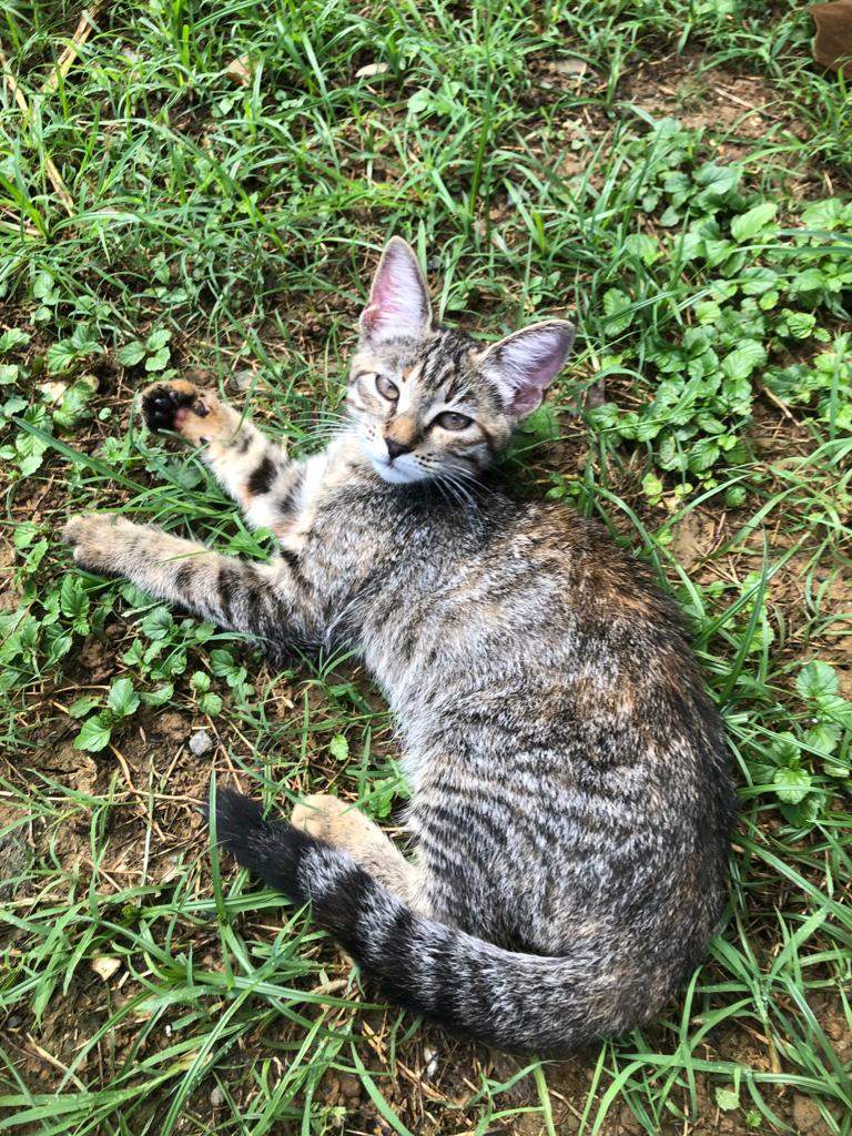 Enlarge Bonnie, a Adoptable Tabby in Pittsfield, MA image 5/6