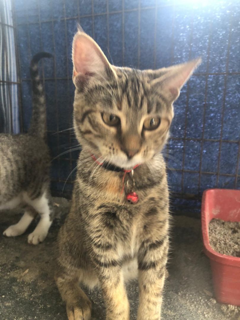 Enlarge Bonnie, a Adoptable Tabby in Pittsfield, MA image 6/6