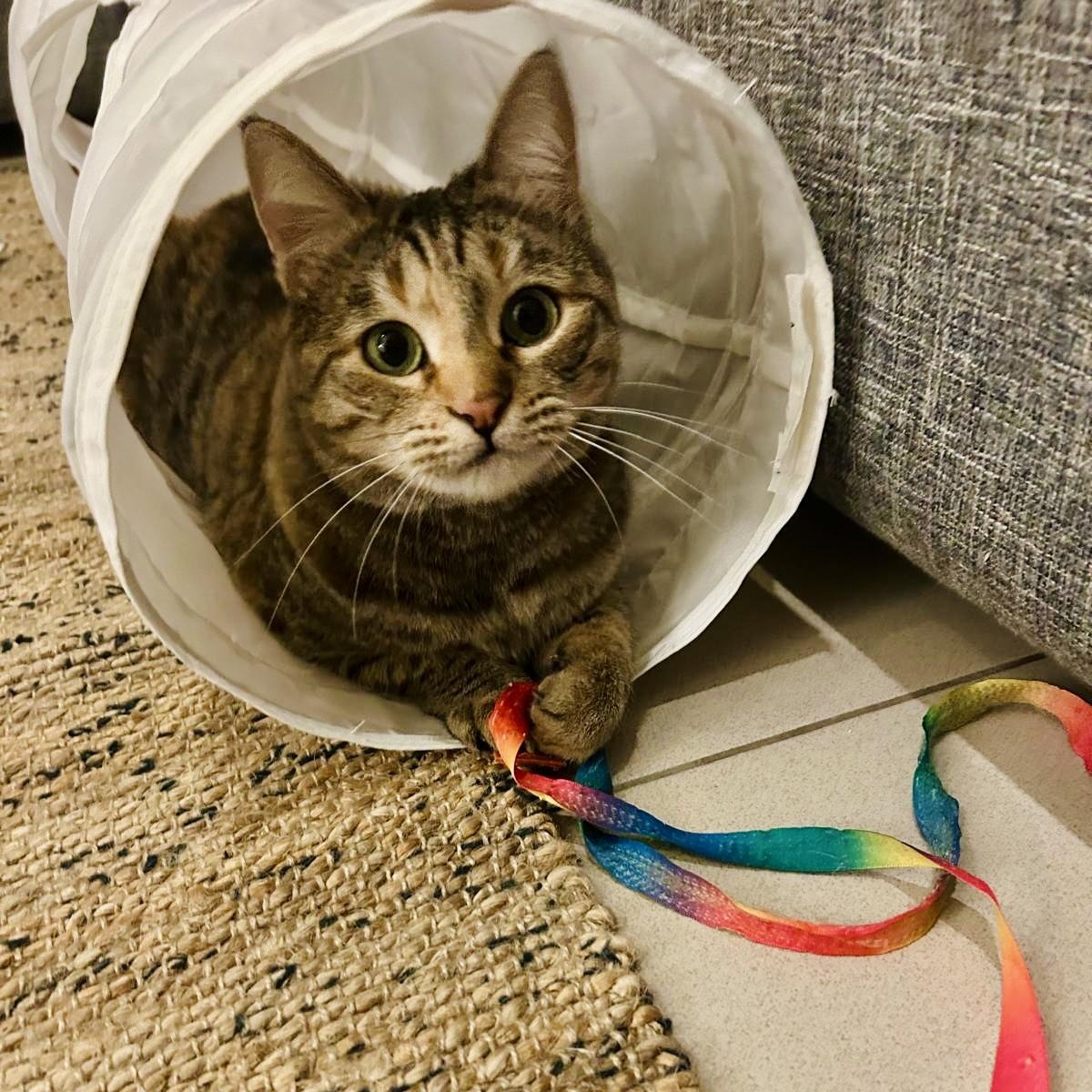 Olive, the One of a Kind Feline, Adoptable, Adult Female Domestic Short Hair.