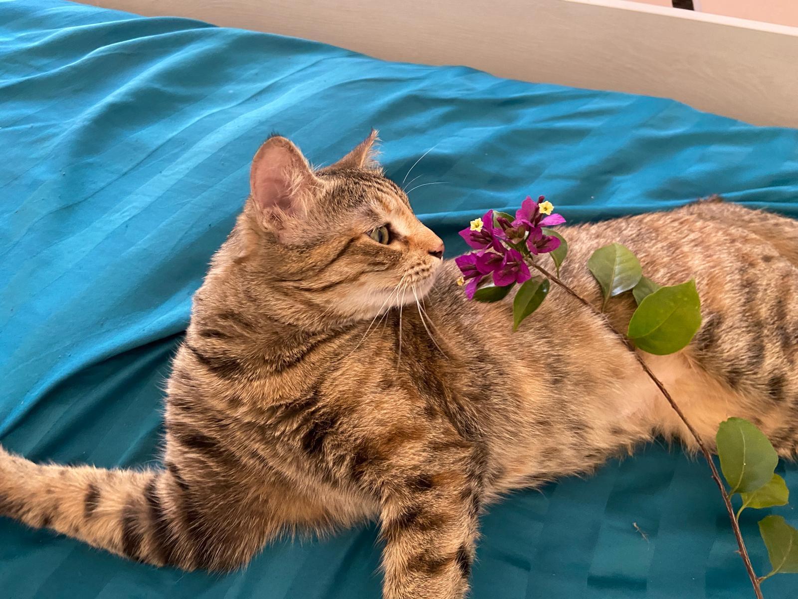 Enlarge Olive, the One of a Kind Feline, a Adoptable mixed breed in Somerset, NJ image 6/6