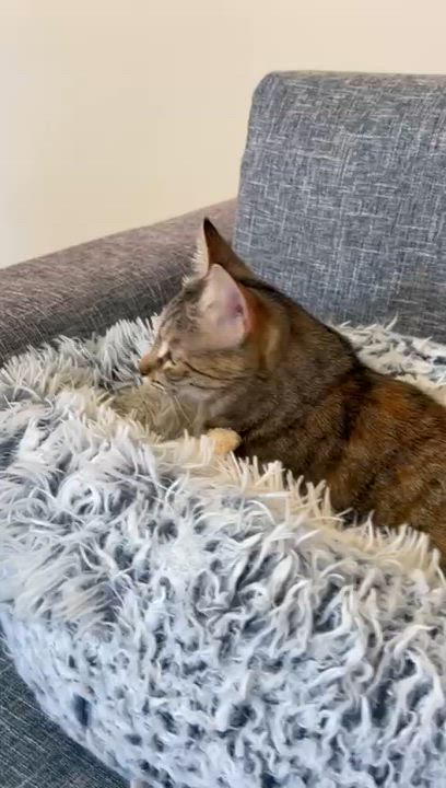 Enlarge Olive, the One of a Kind Feline, a Adoptable mixed breed in Somerset, NJ video 5/6
