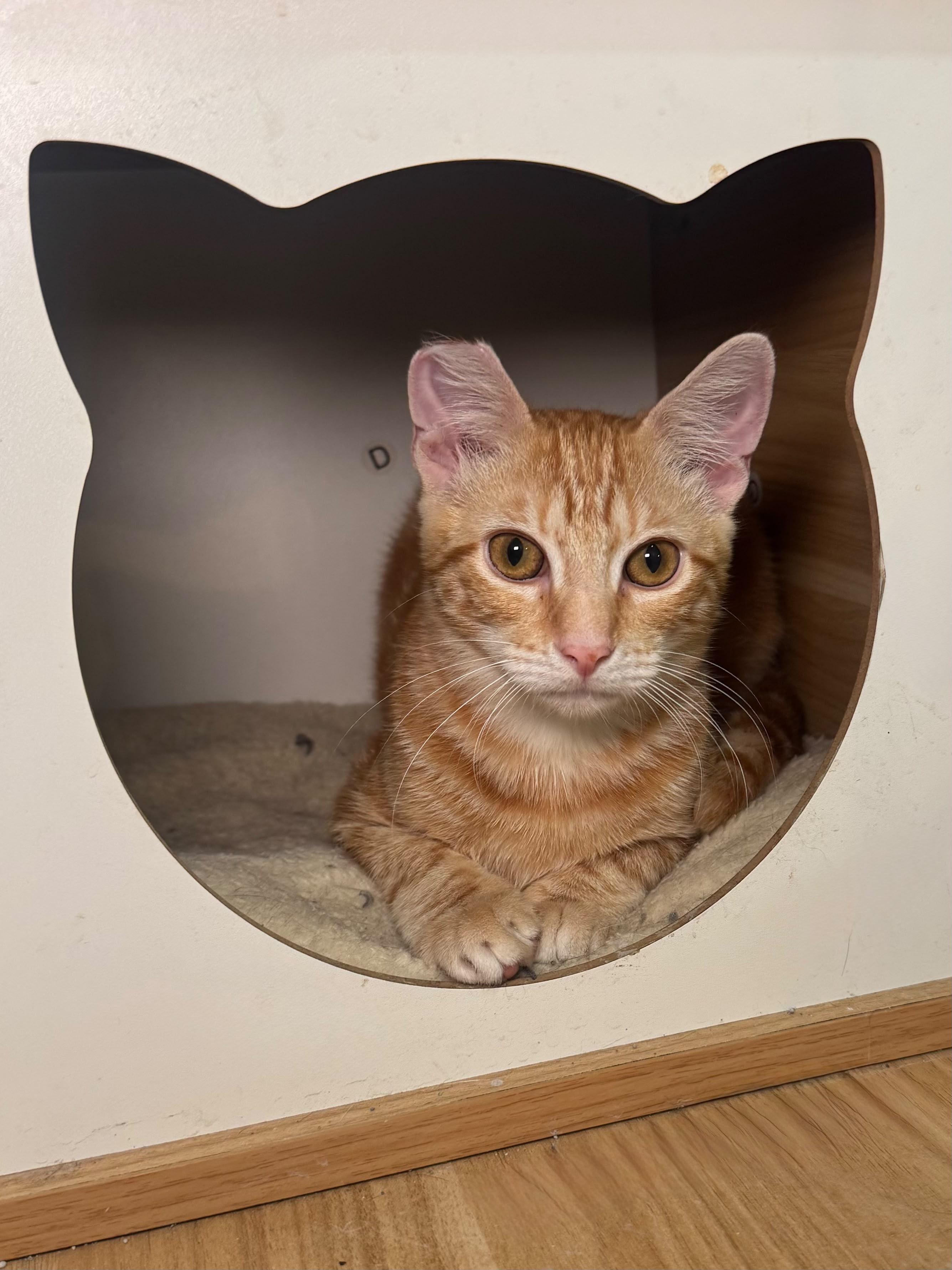 Enlarge Milo, a Adoptable Domestic Short Hair in Hamburg, NJ image 4/4