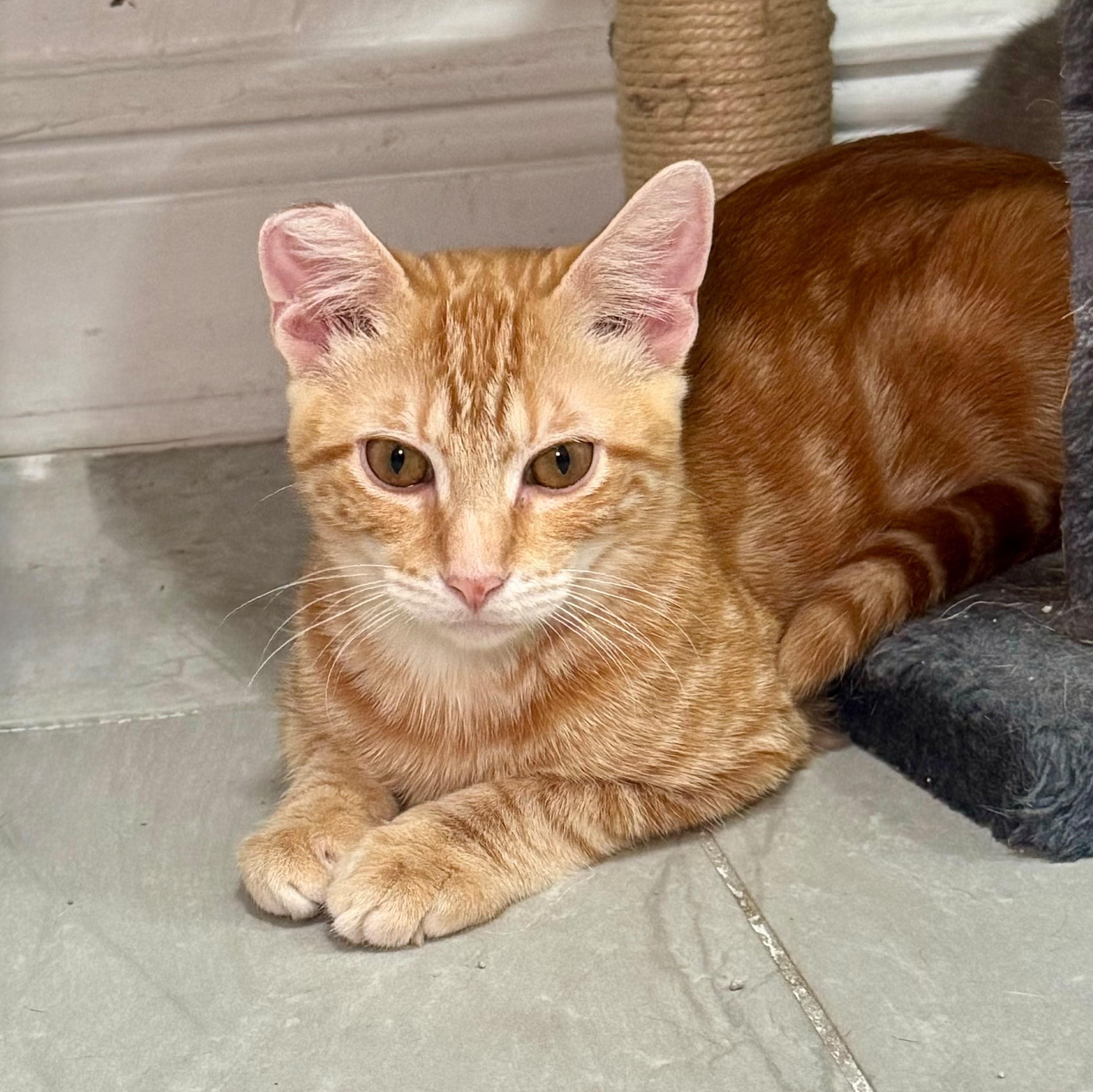 Enlarge Milo, a Adoptable Domestic Short Hair in Hamburg, NJ image 2/4