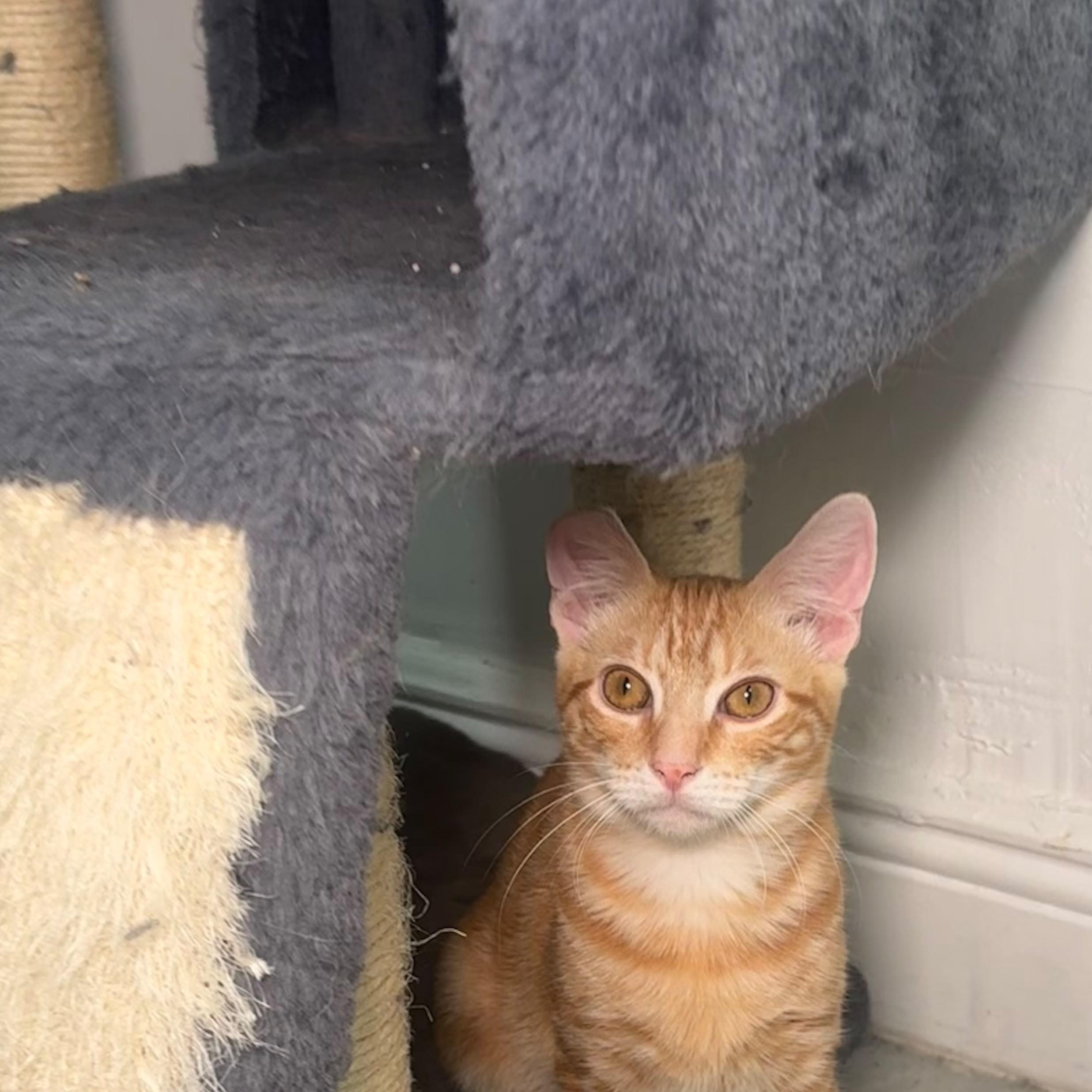 Enlarge Milo, a Adoptable Domestic Short Hair in Hamburg, NJ image 3/4