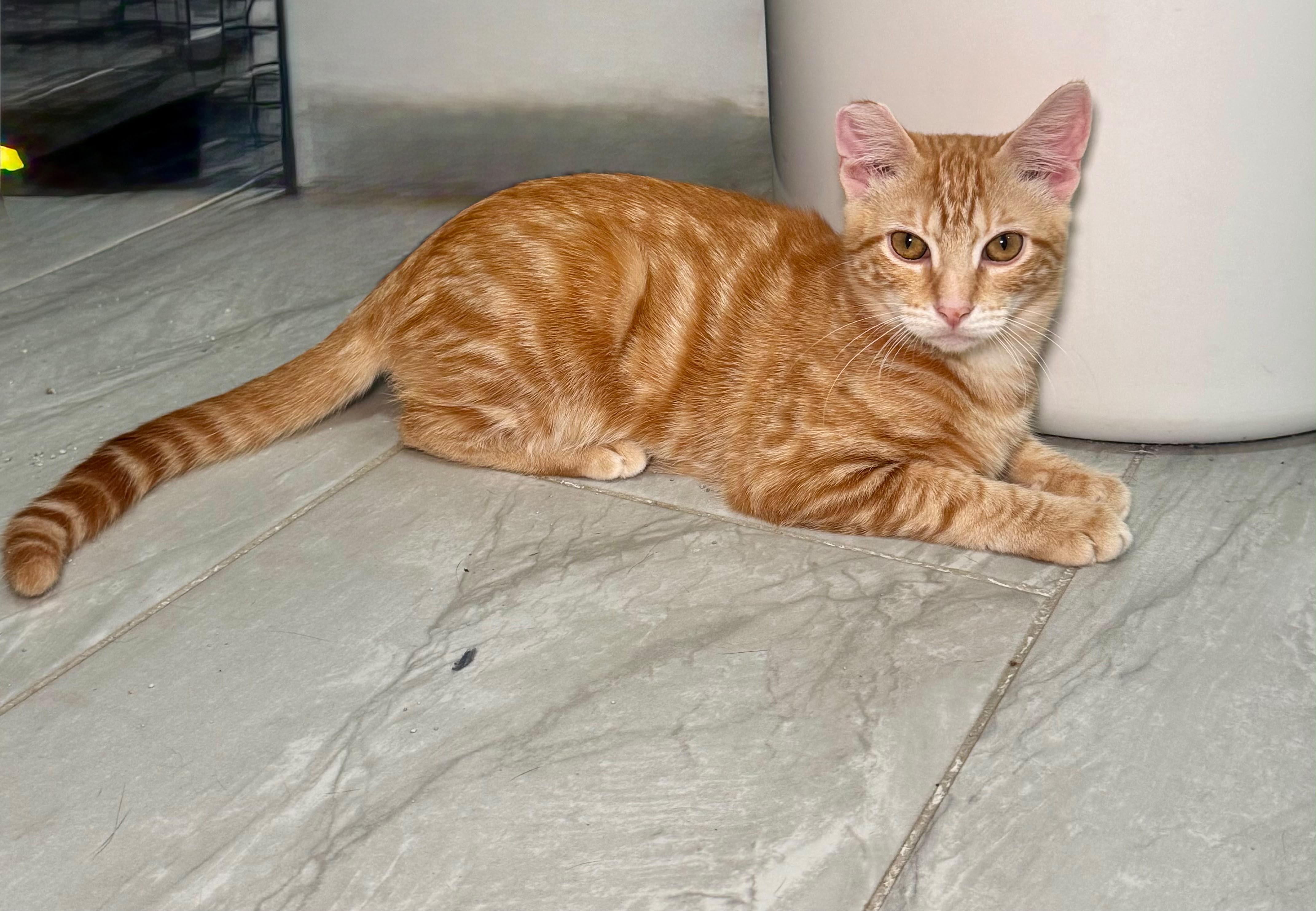 Enlarge Milo, a Adoptable Domestic Short Hair in Hamburg, NJ image 1/4
