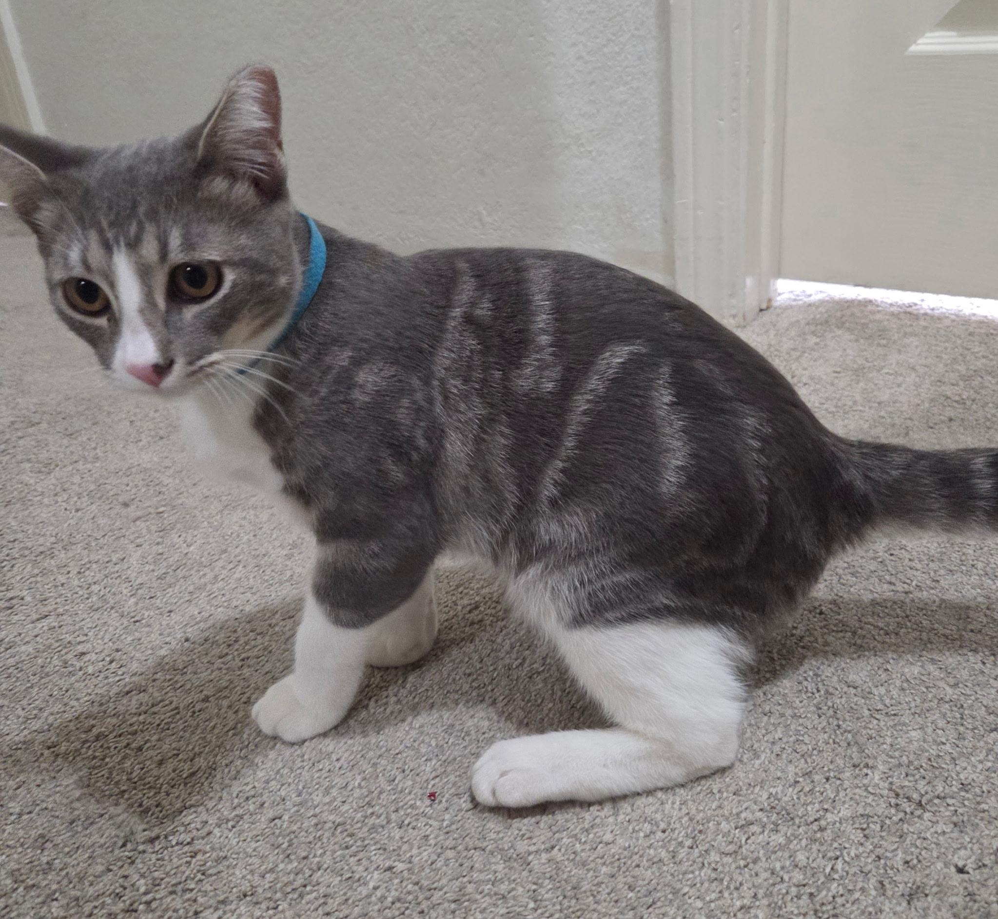 Smokey, a Adoptable Domestic Short Hair in Vacaville, CA image 1/3