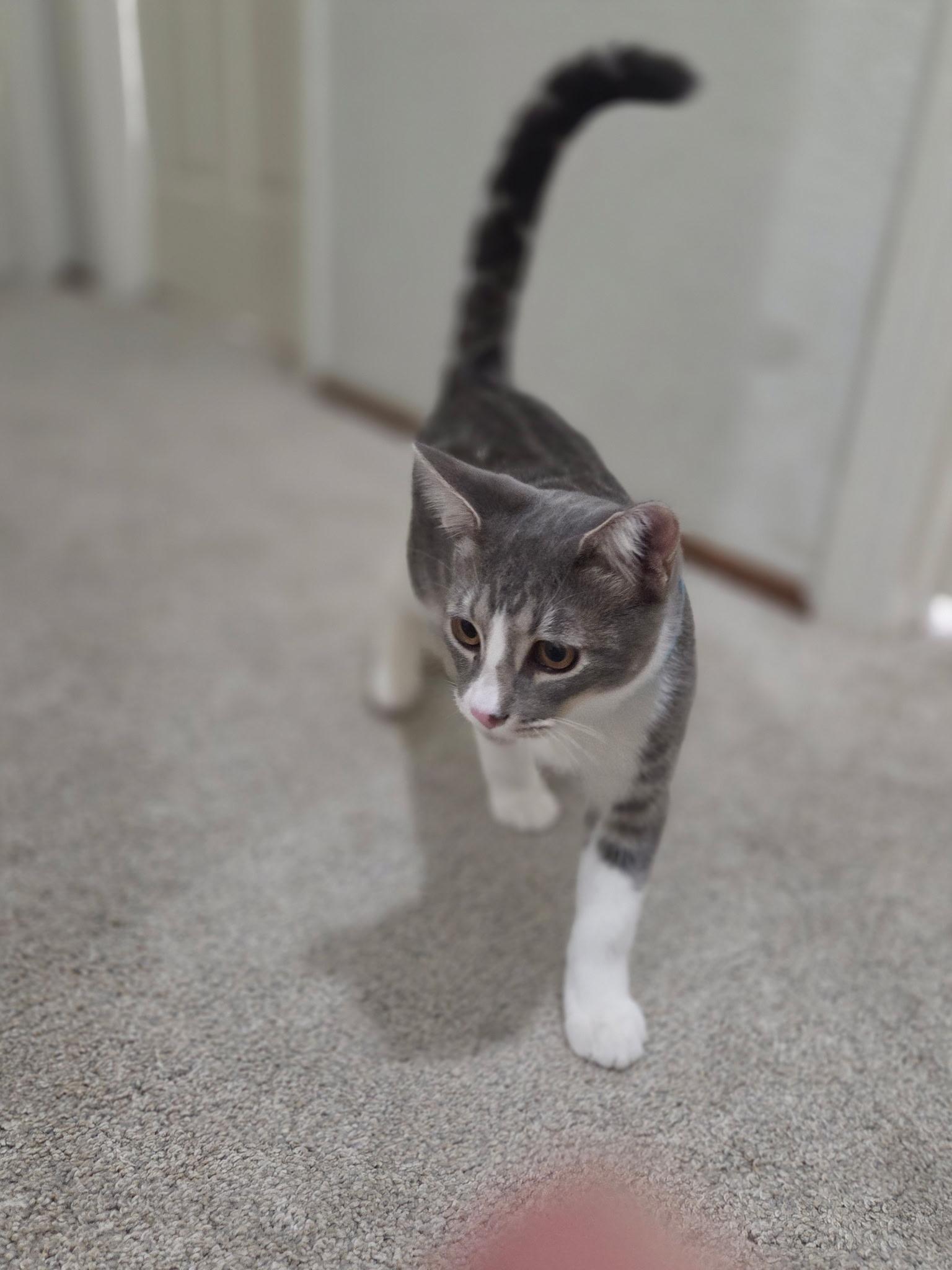 Smokey, a Adoptable Domestic Short Hair in Vacaville, CA image 2/3