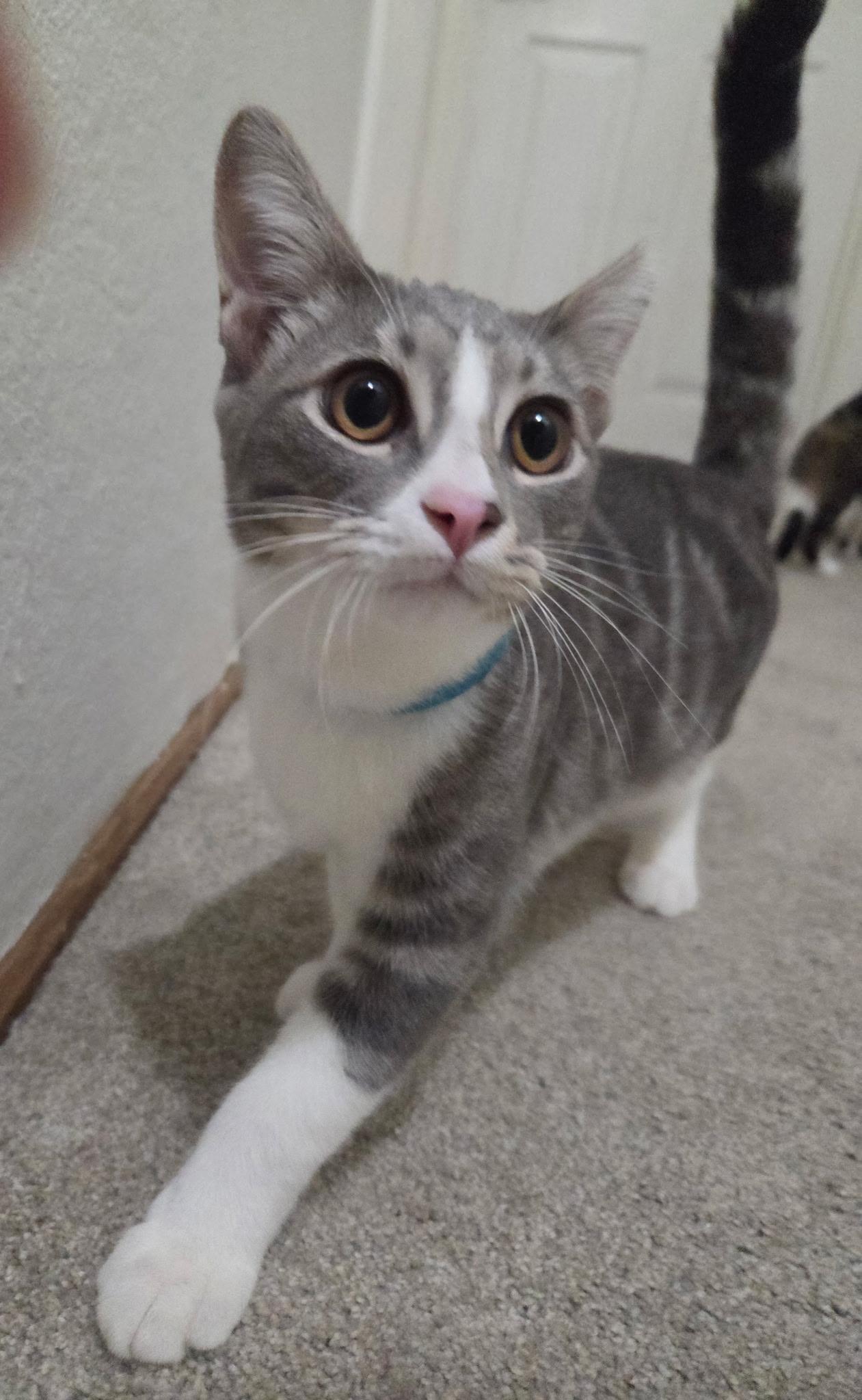 Smokey, a Adoptable Domestic Short Hair in Vacaville, CA image 3/3