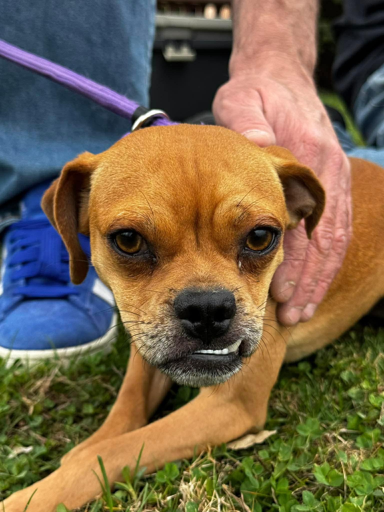 Enlarge Sid, an adopted mixed breed in Portland, ME image 2/3