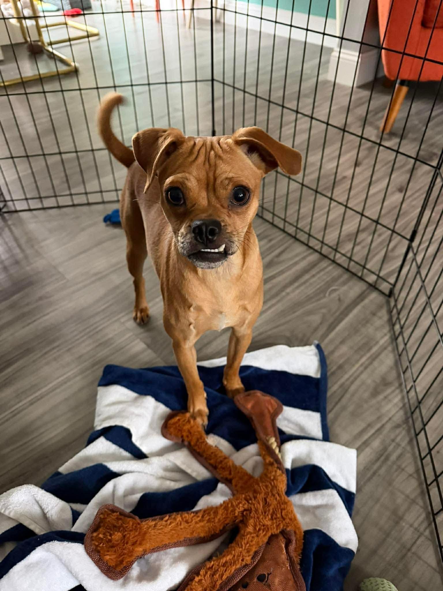 Enlarge Sid, an adopted mixed breed in Portland, ME image 1/3