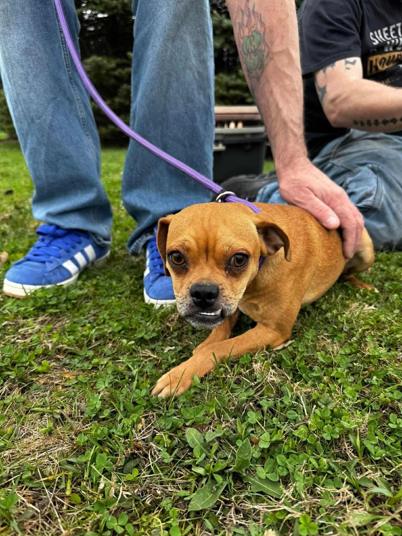 Enlarge Sid, an adopted mixed breed in Portland, ME image 3/3