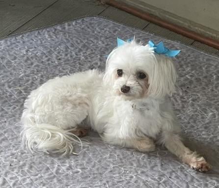 Enlarge Summer and Wonder, a Adoptable Maltese in Cotati, CA image 1/6