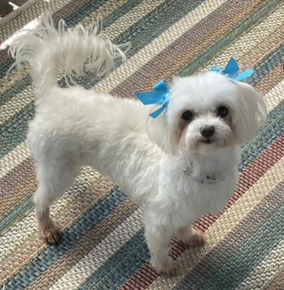 Enlarge Summer and Wonder, a Adoptable Maltese in Cotati, CA image 2/6