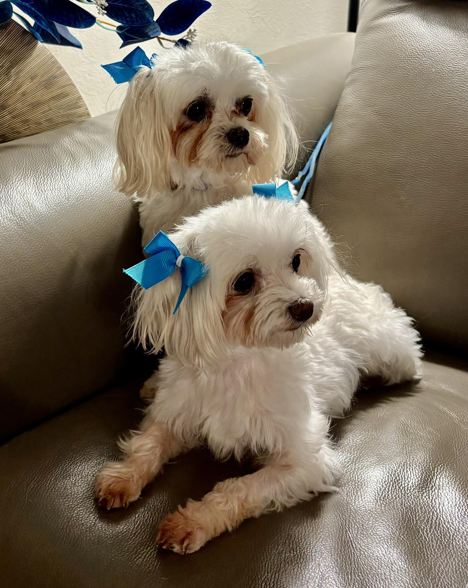 Enlarge Summer and Wonder, a Adoptable Maltese in Cotati, CA image 6/6