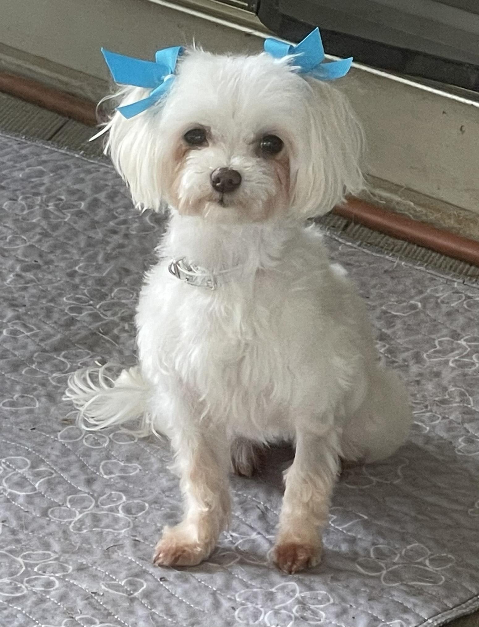 Enlarge Summer and Wonder, a Adoptable Maltese in Cotati, CA image 4/6