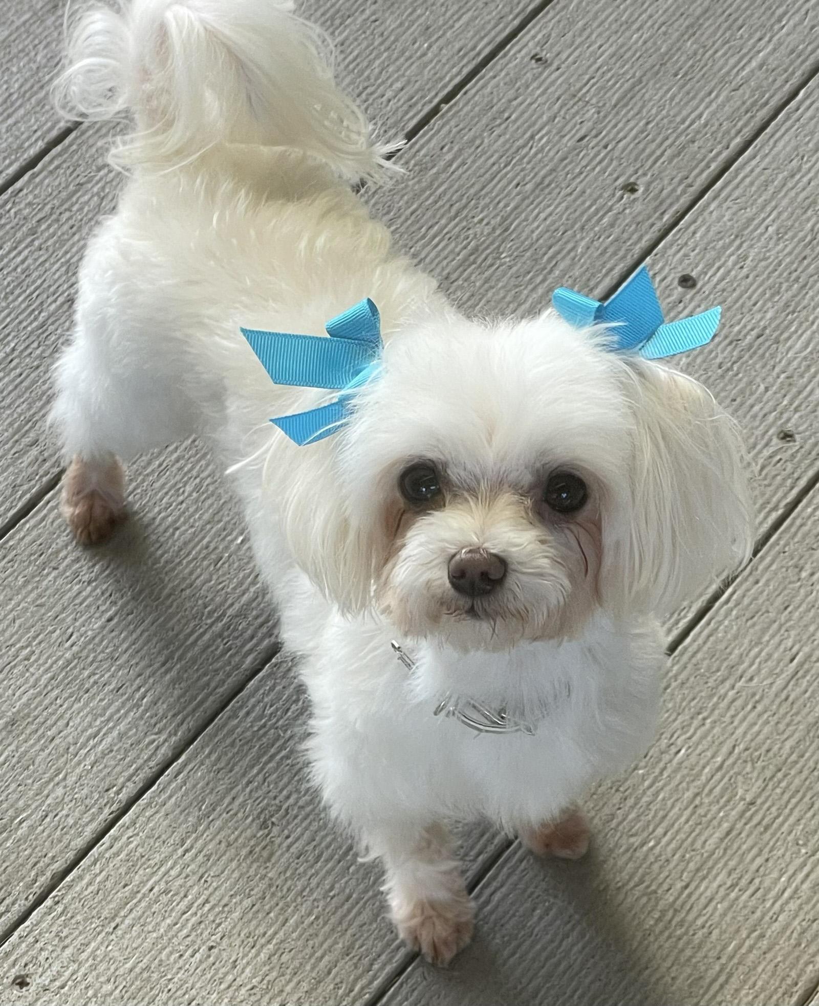 Enlarge Summer and Wonder, a Adoptable Maltese in Cotati, CA image 5/6