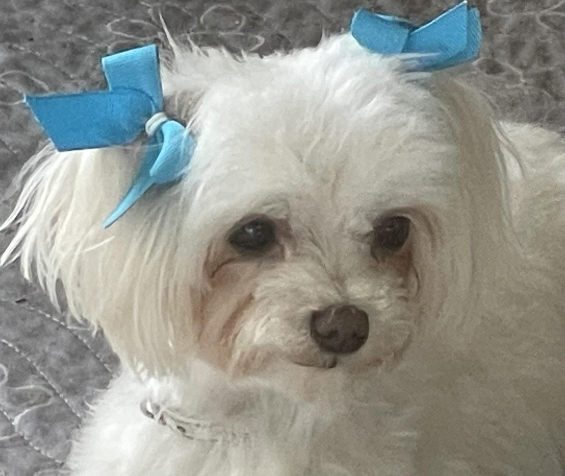 Enlarge Summer and Wonder, a Adoptable Maltese in Cotati, CA image 3/6