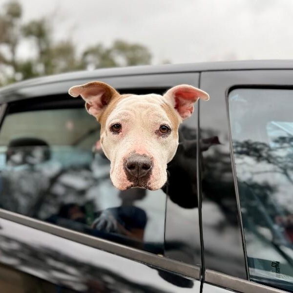 Muffin Floppy Eared Love Bug — thumbnail 2