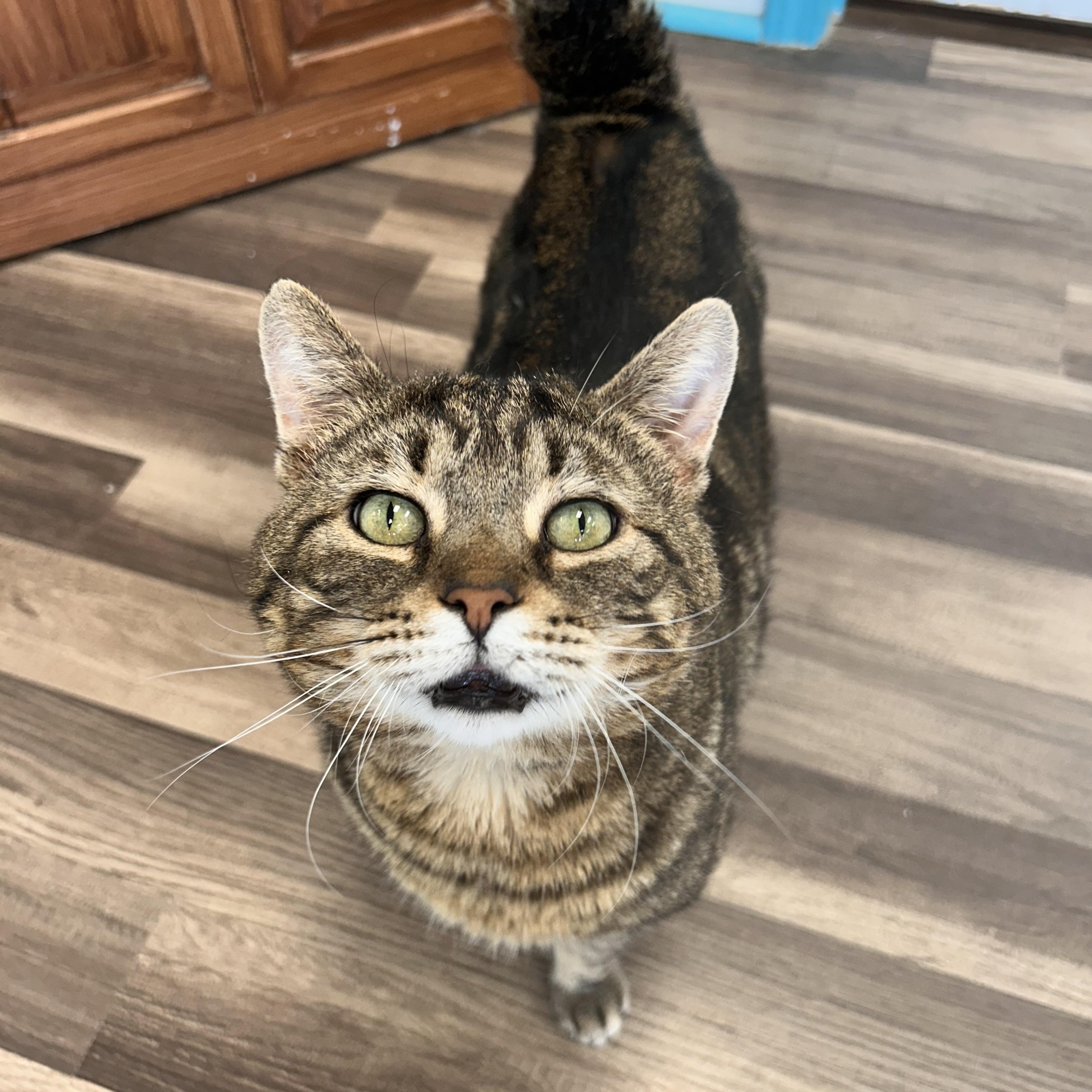 Enlarge Hickory, a Adoptable Tabby in Grand Rapids, MI image 4/6