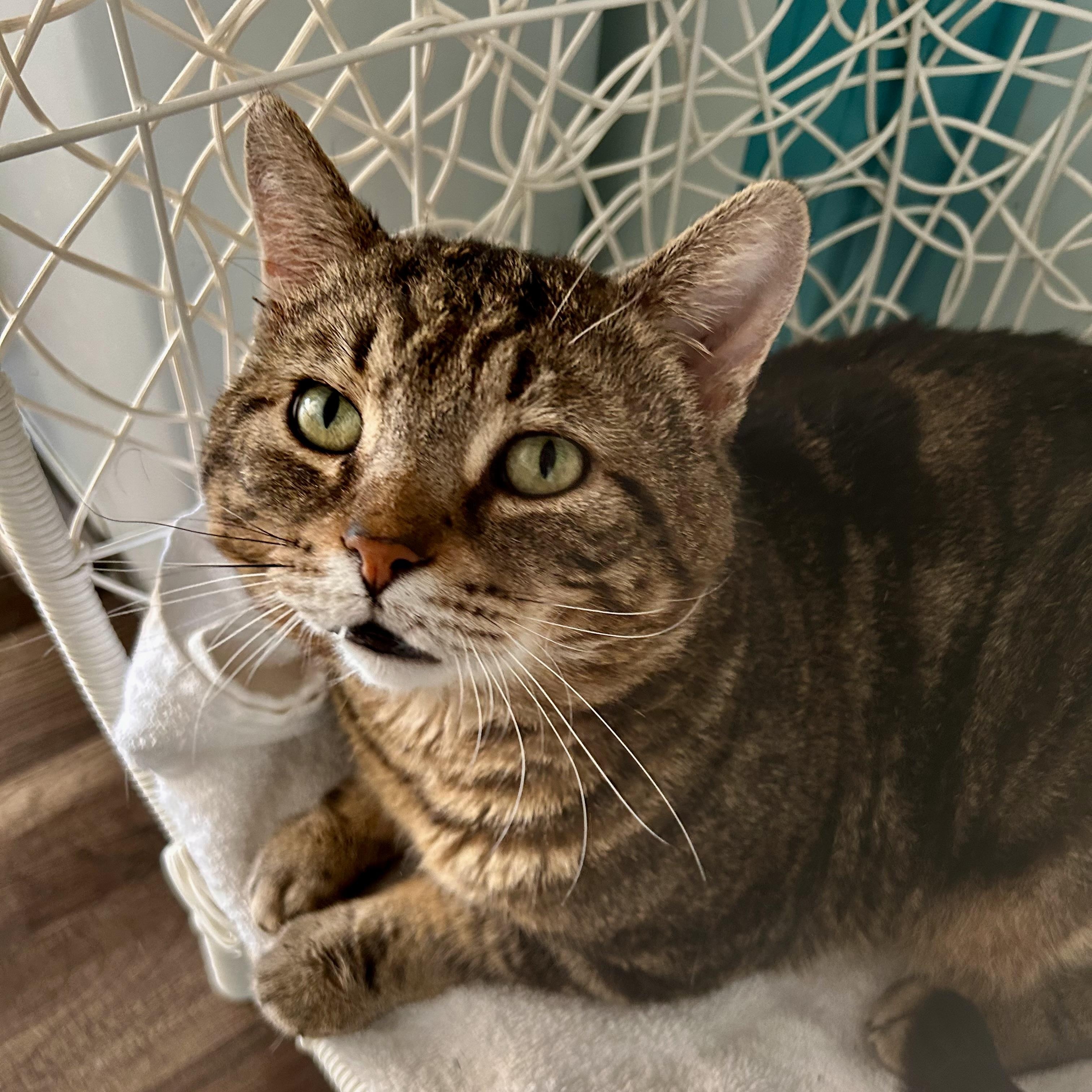 Enlarge Hickory, a Adoptable Tabby in Grand Rapids, MI image 5/6