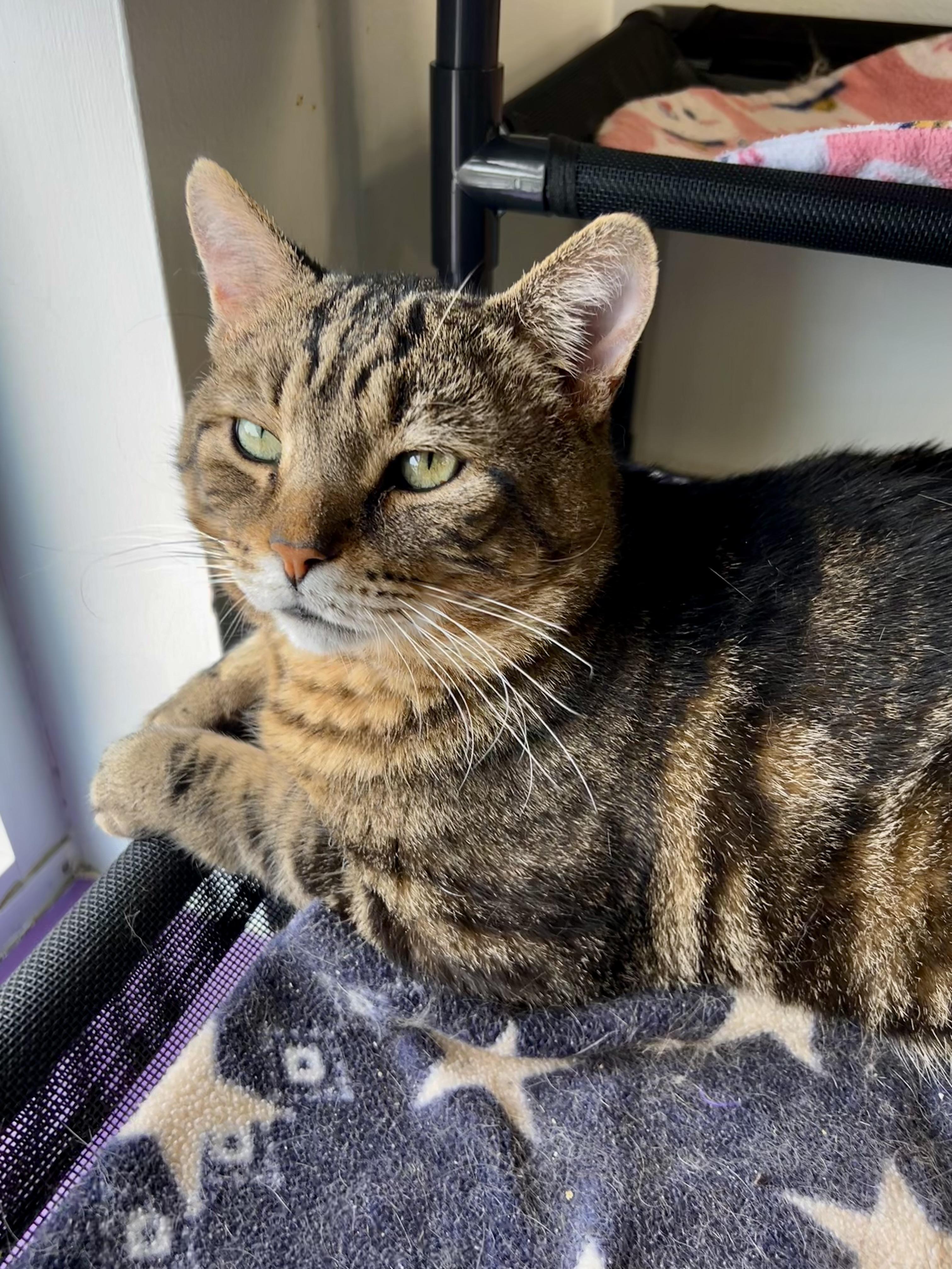 Hickory, a Adoptable Tabby in Grand Rapids, MI image 3/6