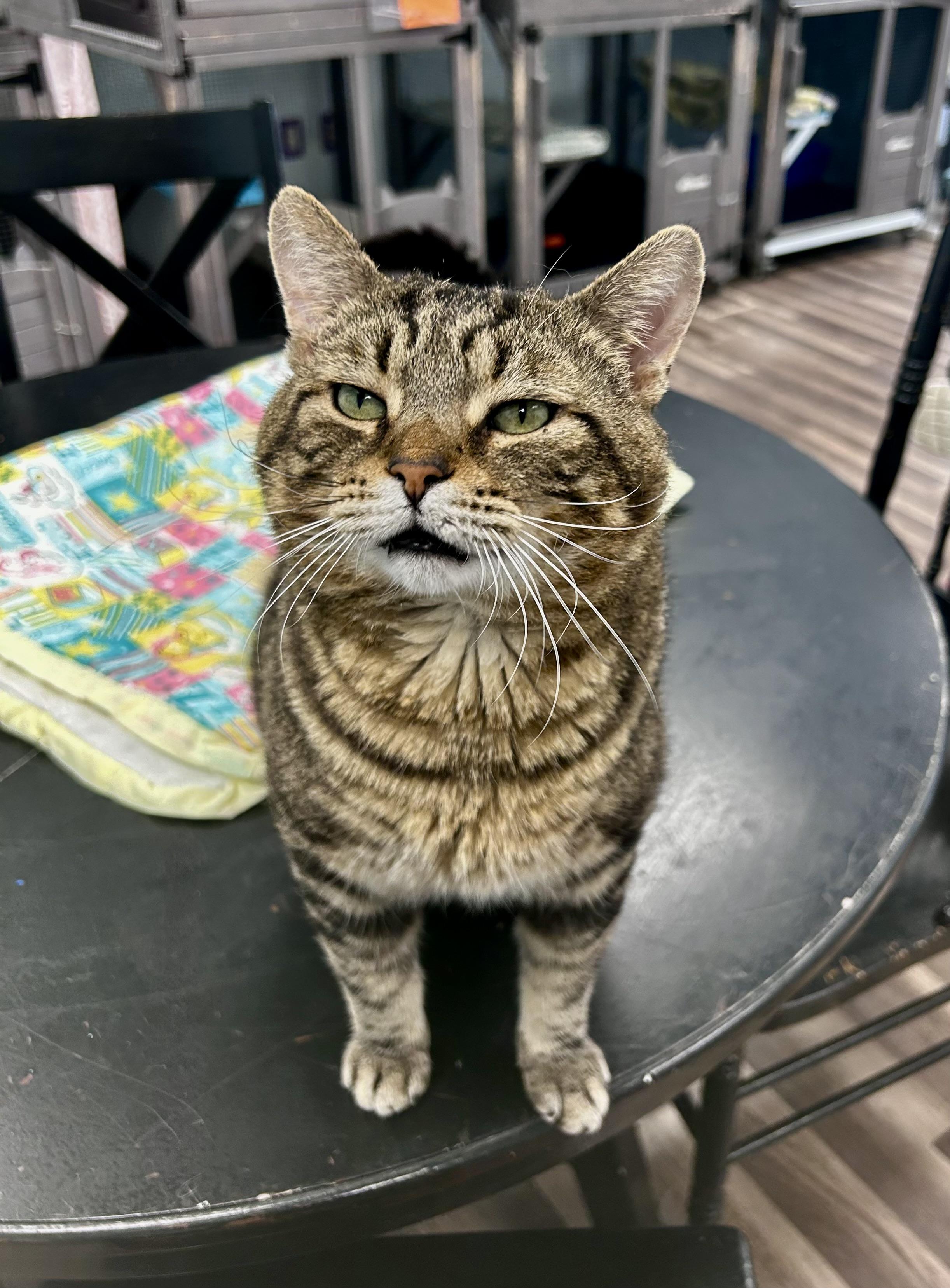 Enlarge Hickory, a Adoptable Tabby in Grand Rapids, MI image 6/6