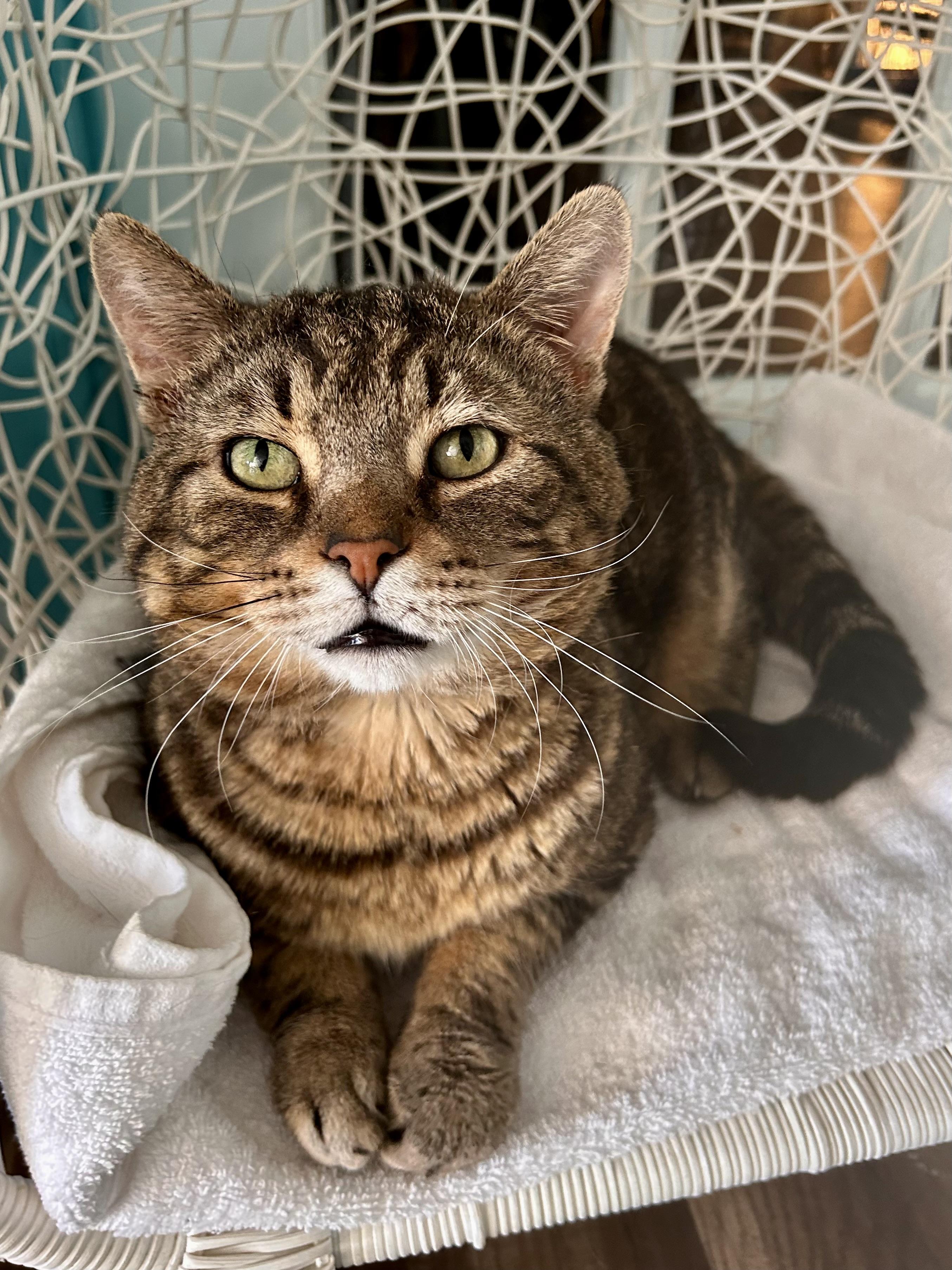 Enlarge Hickory, a Adoptable Tabby in Grand Rapids, MI image 3/6
