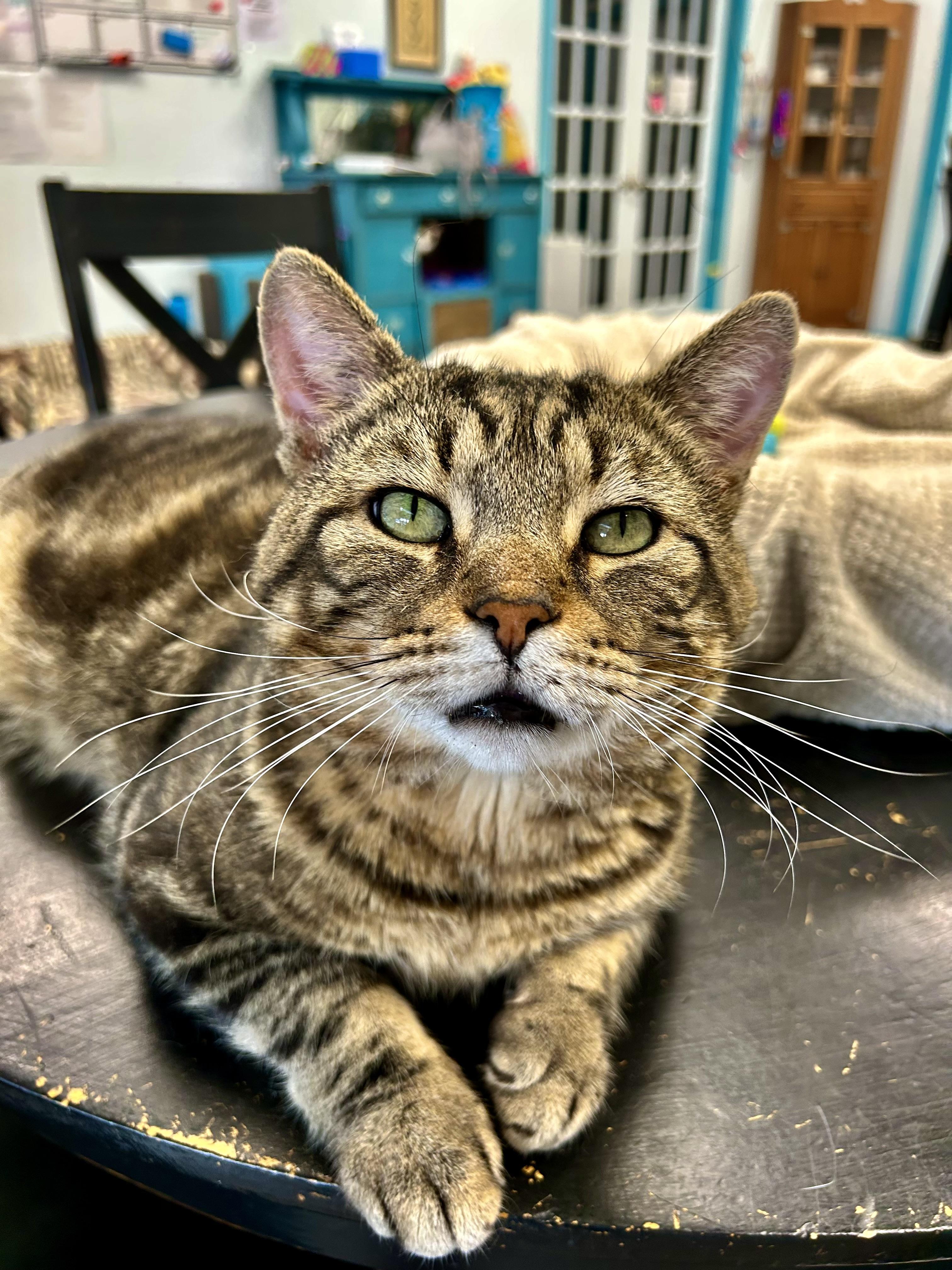 Hickory, Adoptable, Adult Male Tabby.