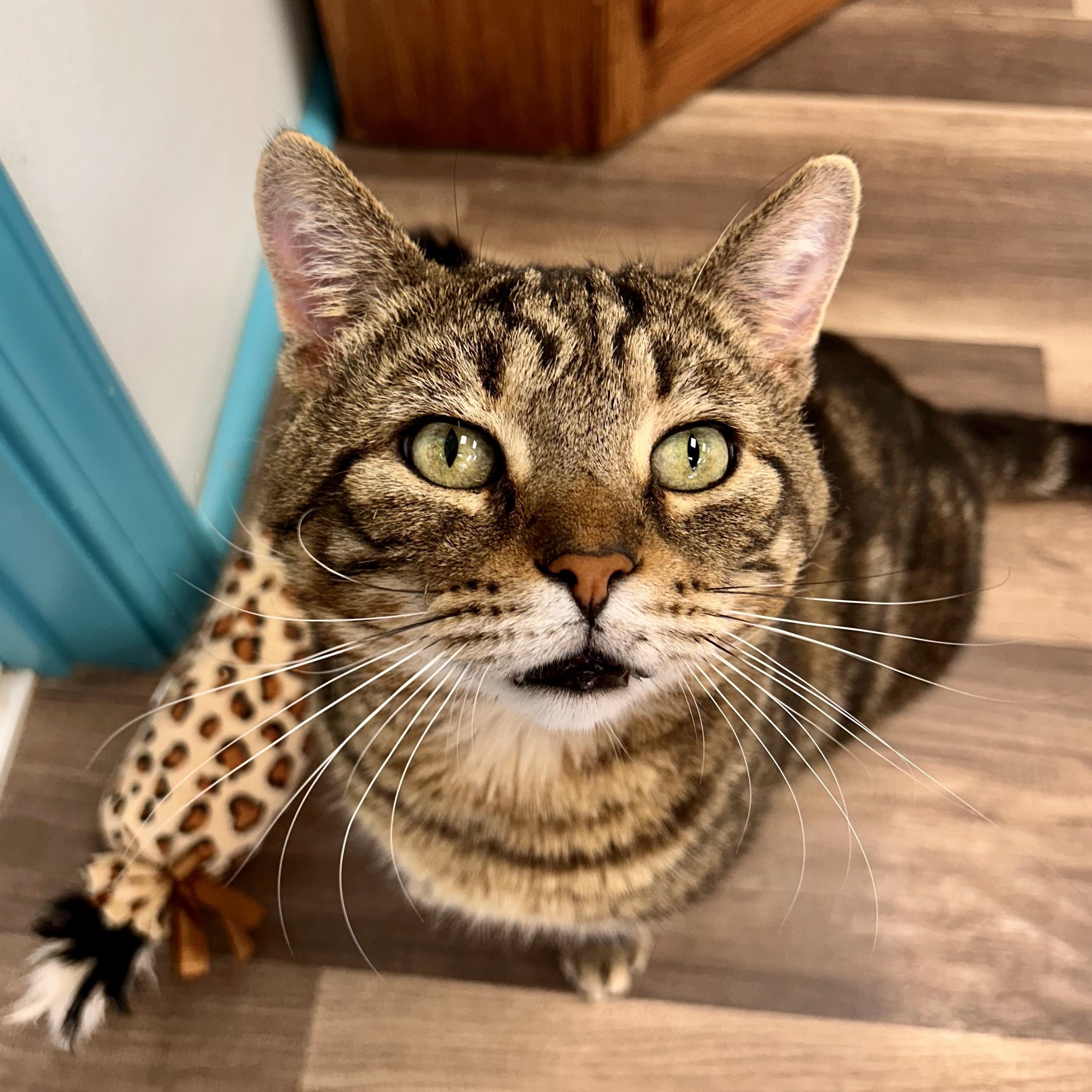 Hickory, a Adoptable Tabby in Grand Rapids, MI image 2/6