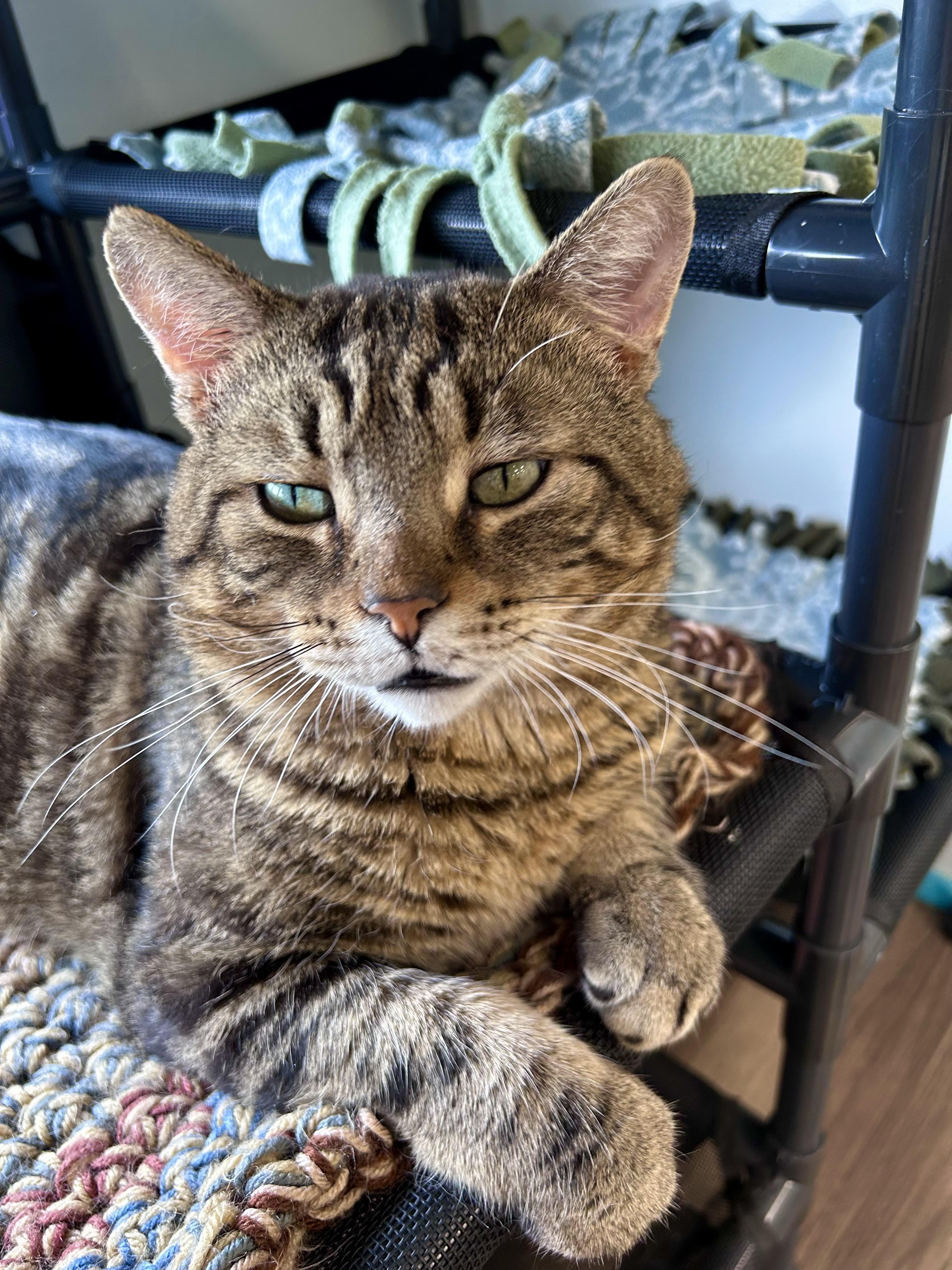 Hickory, Adoptable, Adult Male Tabby.