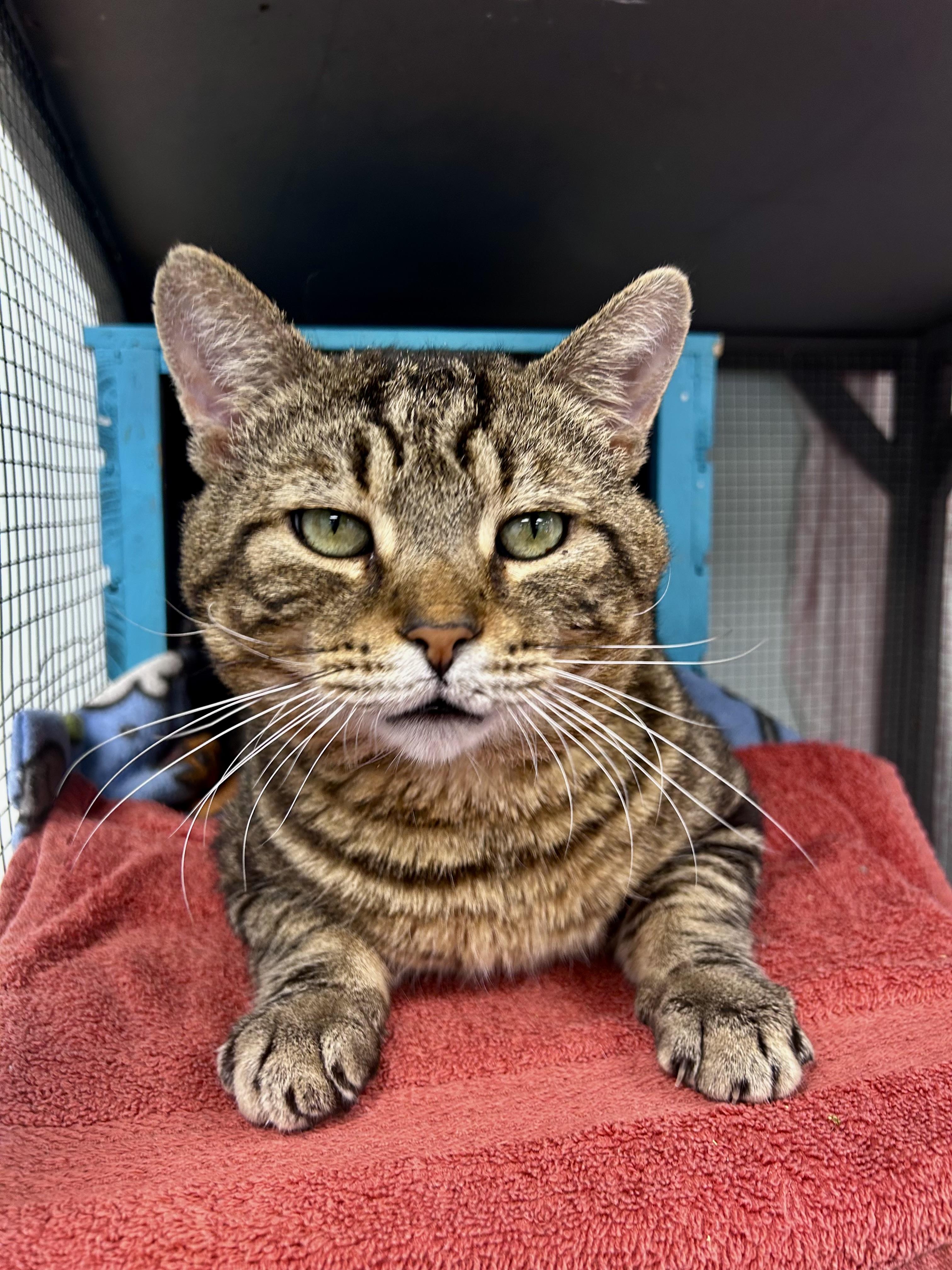 Enlarge Hickory, a Adoptable Tabby in Grand Rapids, MI image 1/6