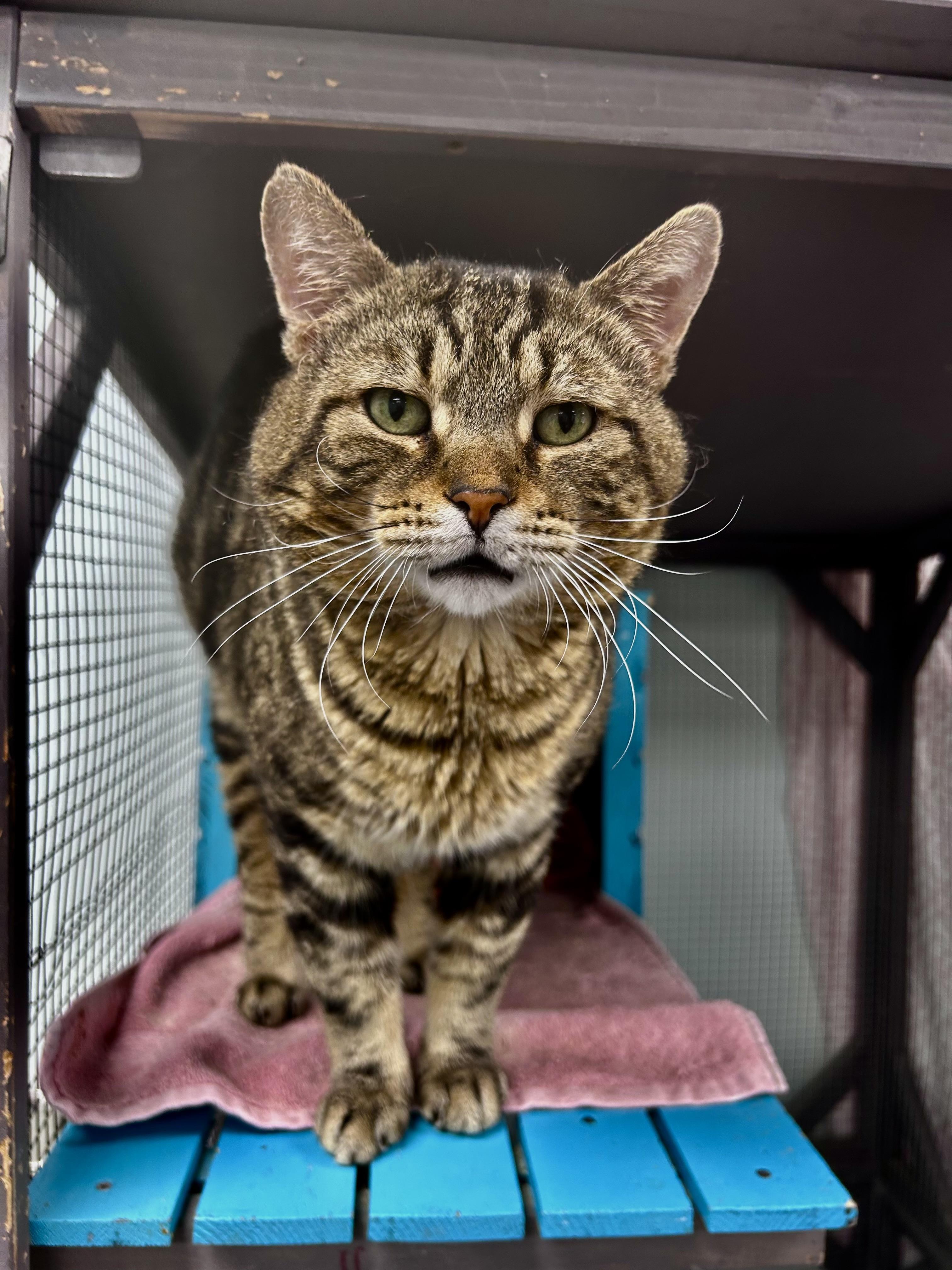 Enlarge Hickory, a Adoptable Tabby in Grand Rapids, MI image 2/6