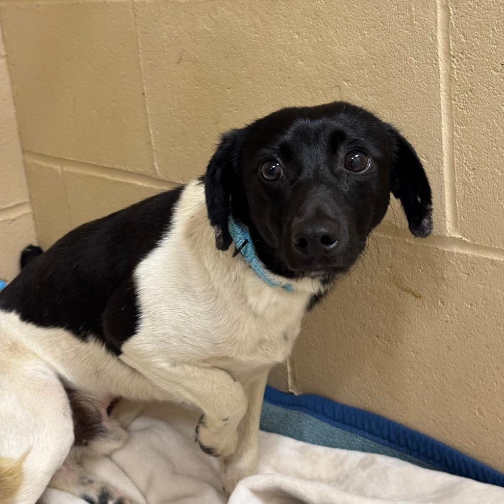 Russell, Adoptable, Adult Male Jack Russell Terrier.