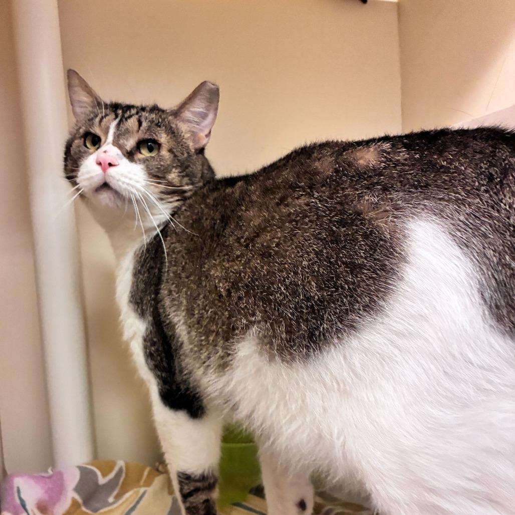 Alfie, Adoptable, Adult Male Domestic Short Hair.