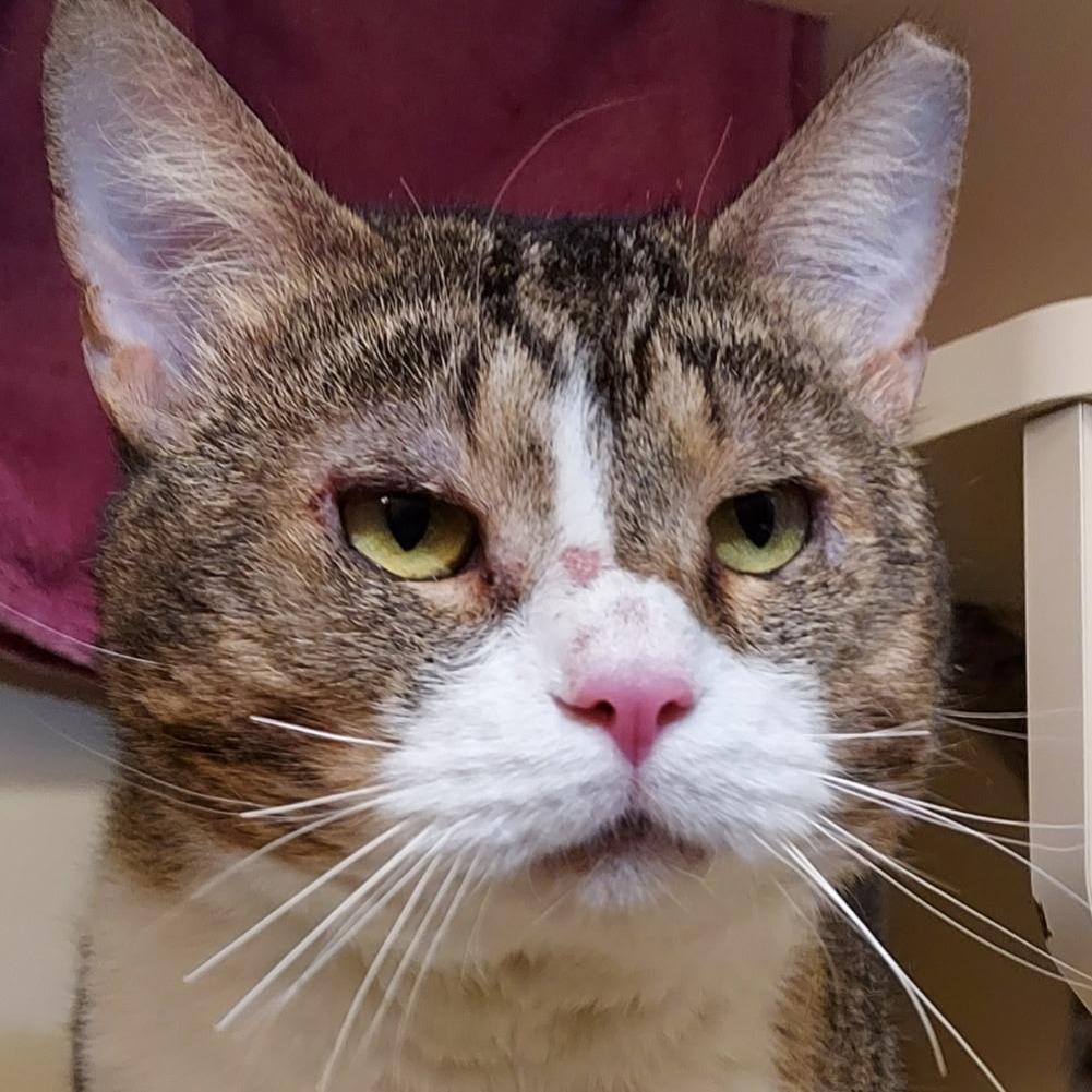 Enlarge Alfie, a Adoptable Domestic Short Hair in Dayton, OH image 1/1