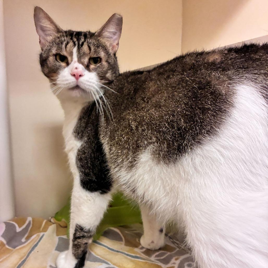 Enlarge Alfie, a Adoptable Domestic Short Hair in Dayton, OH image 3/6