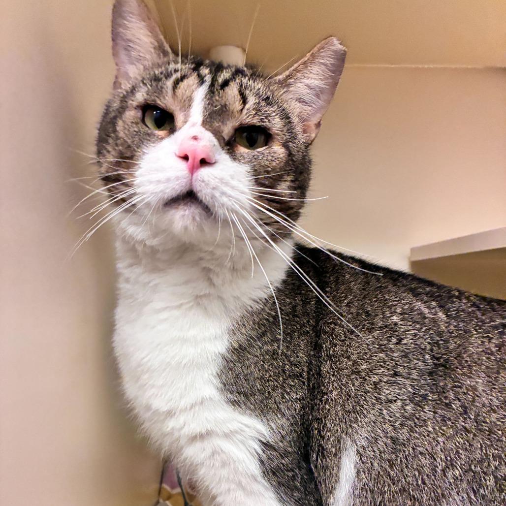 Enlarge Alfie, a Adoptable Domestic Short Hair in Dayton, OH image 4/6