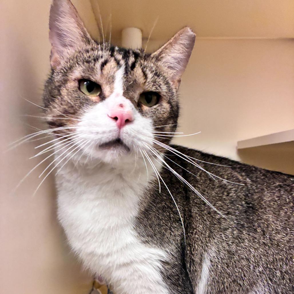 Enlarge Alfie, a Adoptable Domestic Short Hair in Dayton, OH image 5/6