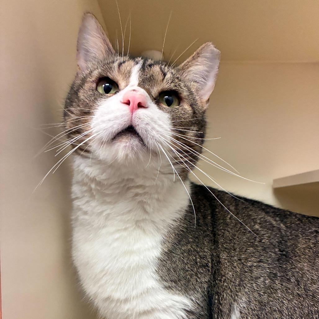 Enlarge Alfie, a Adoptable Domestic Short Hair in Dayton, OH image 6/6