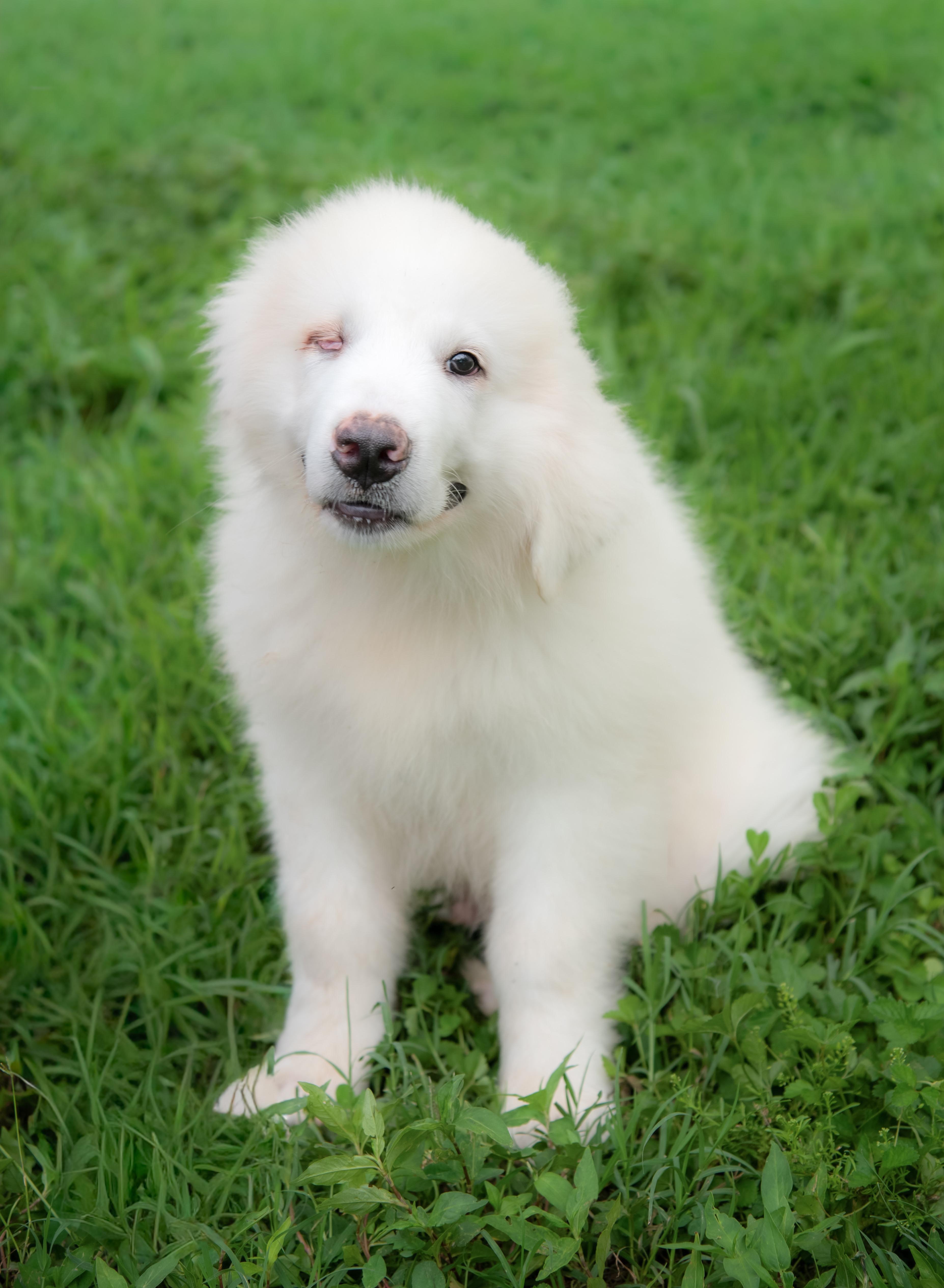 Maxwell, an adopted Great Pyrenees in Fairfax, VA image 4/4