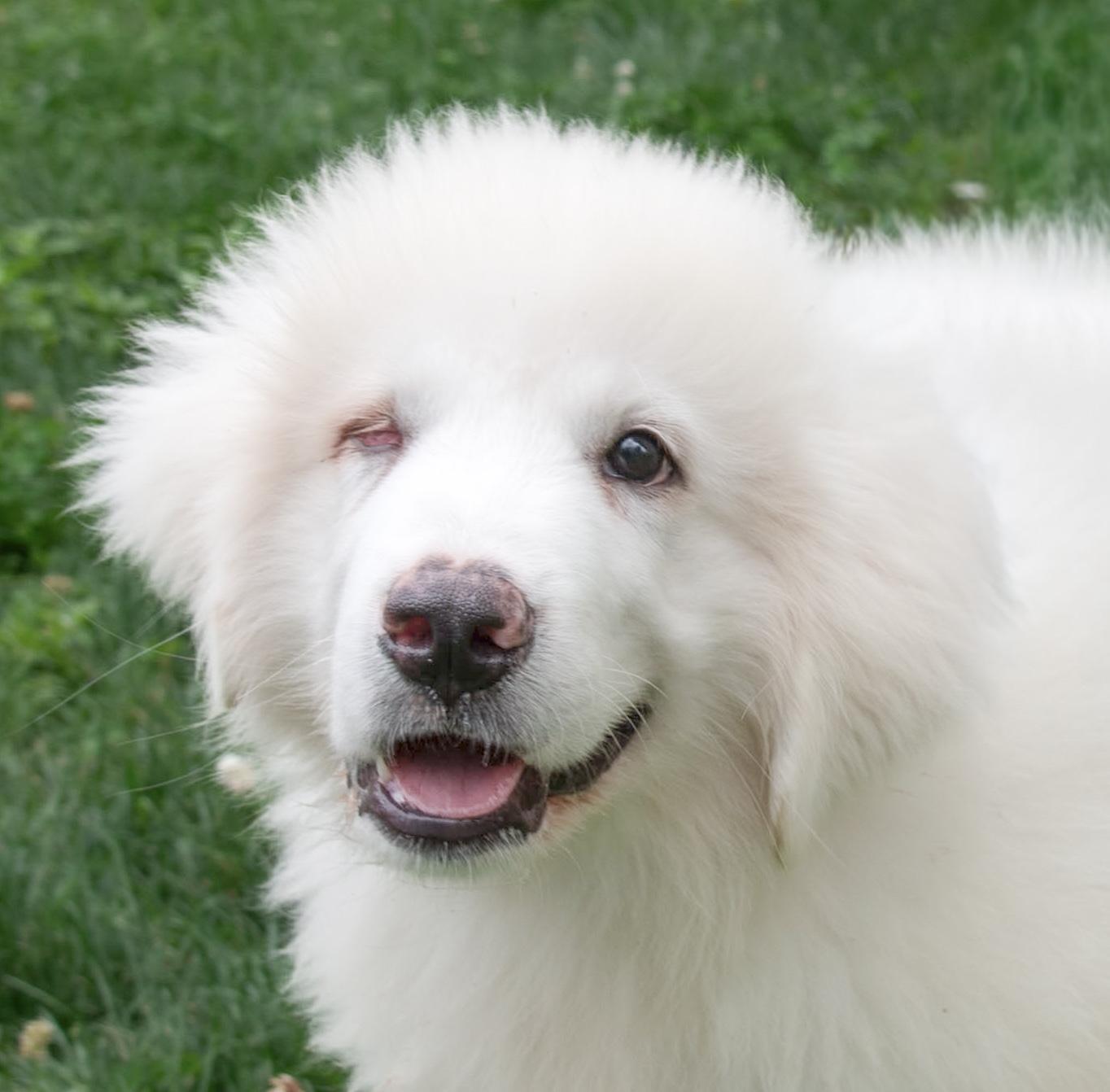 Maxwell, an adopted Great Pyrenees in Fairfax, VA image 3/4