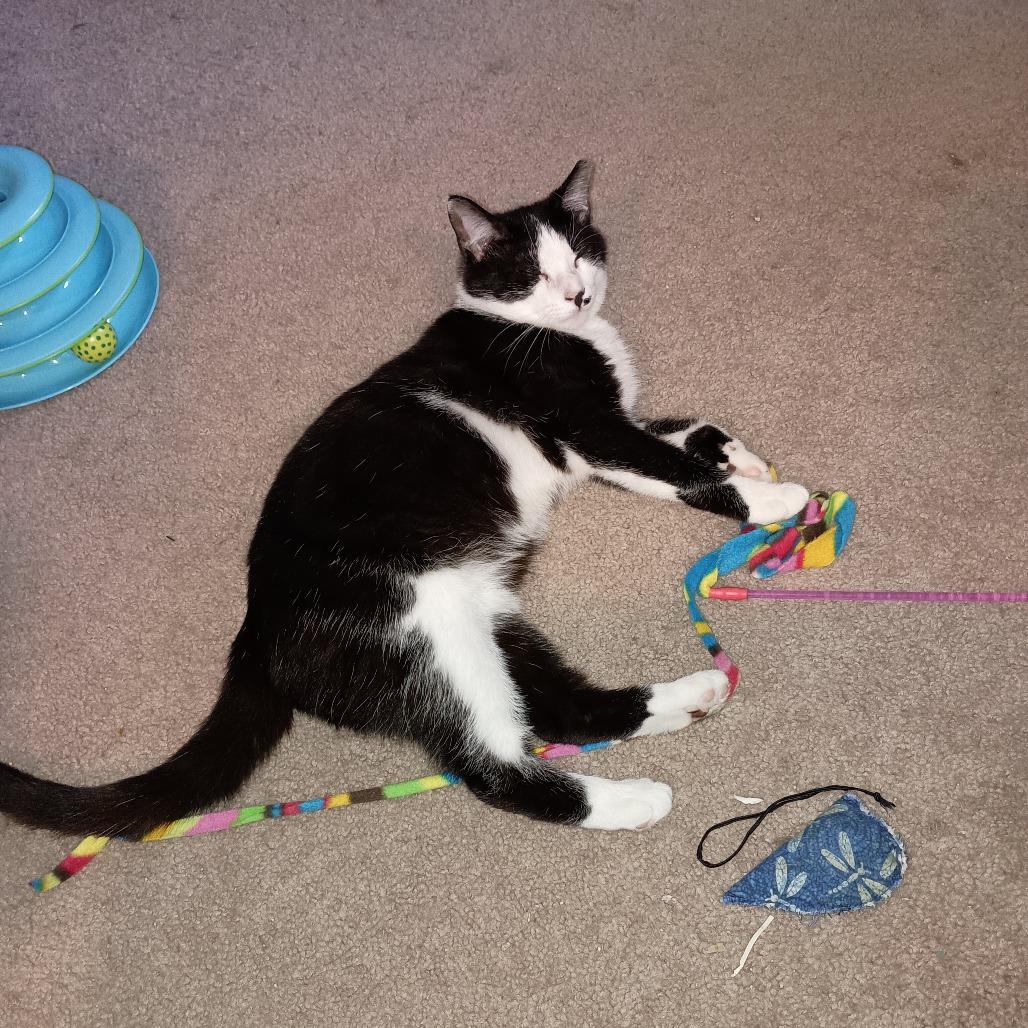 Ross, Adoptable, Adult Male Domestic Medium Hair.