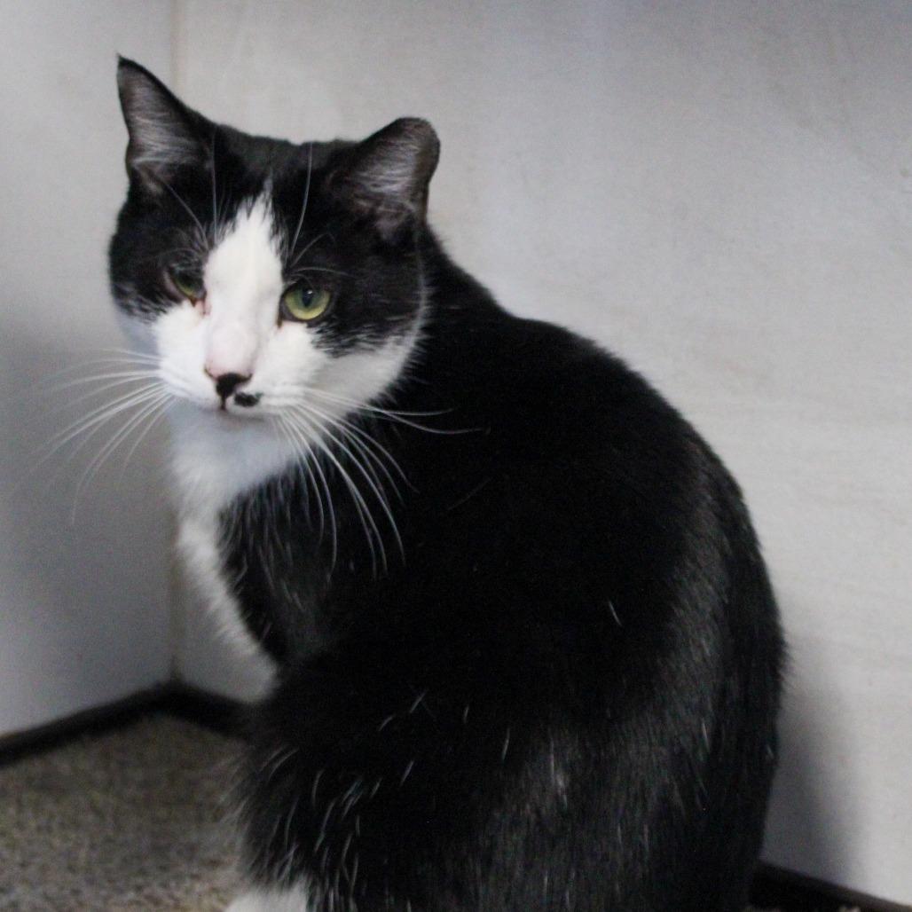 Enlarge Ross, a Adoptable Domestic Medium Hair in Pittsburgh, PA image 2/6