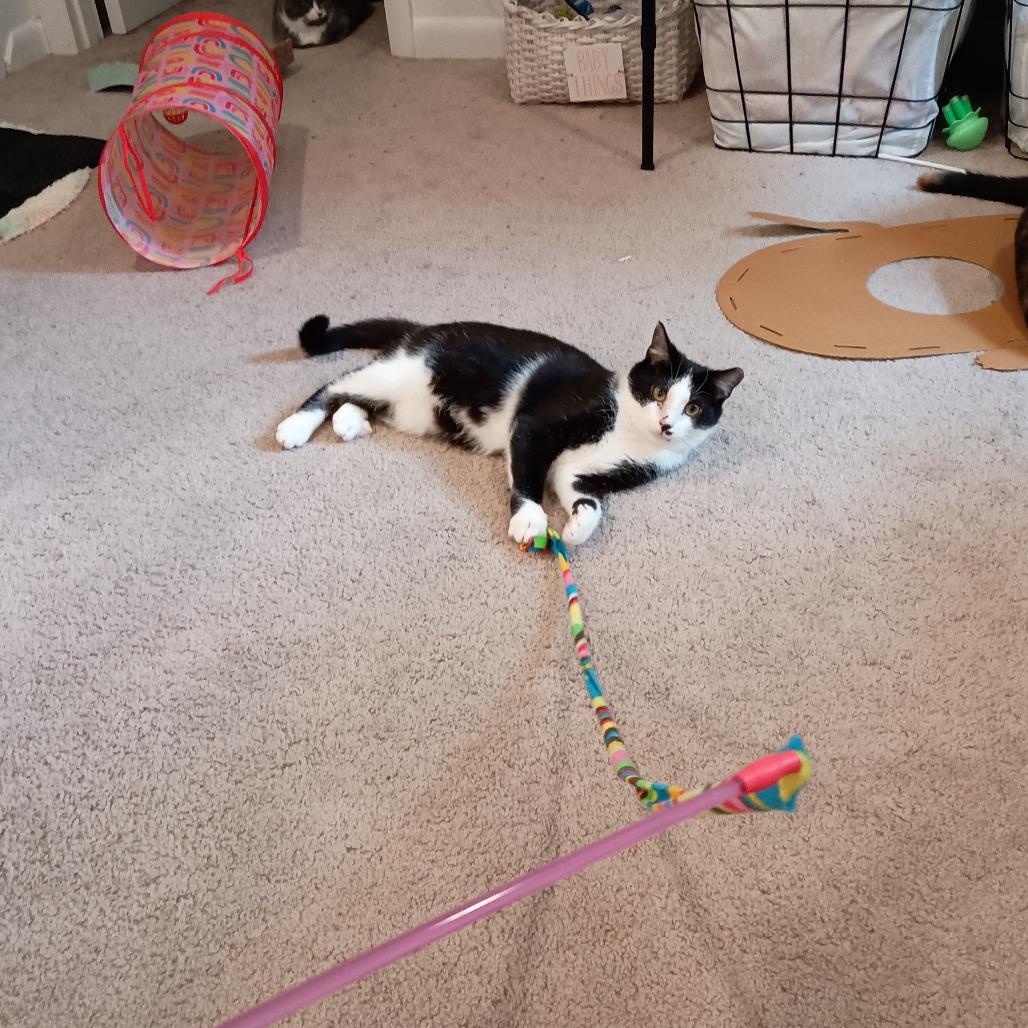 Enlarge Ross, a Adoptable Domestic Medium Hair in Pittsburgh, PA image 3/6