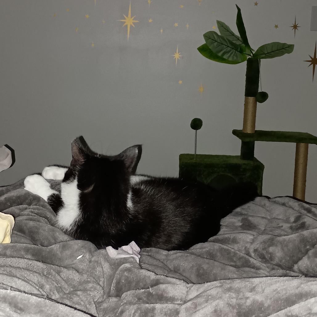 Enlarge Ross, a Adoptable Domestic Medium Hair in Pittsburgh, PA image 4/6