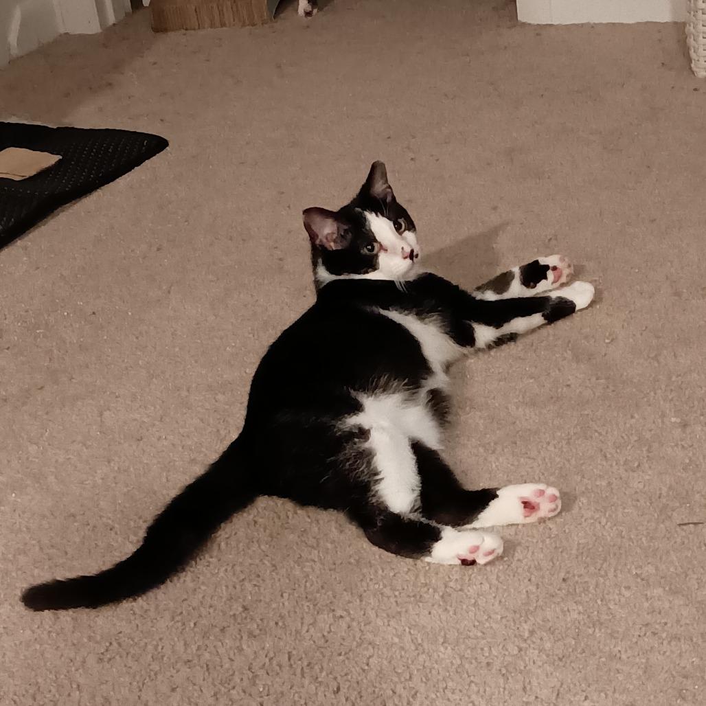 Enlarge Ross, a Adoptable Domestic Medium Hair in Pittsburgh, PA image 5/6