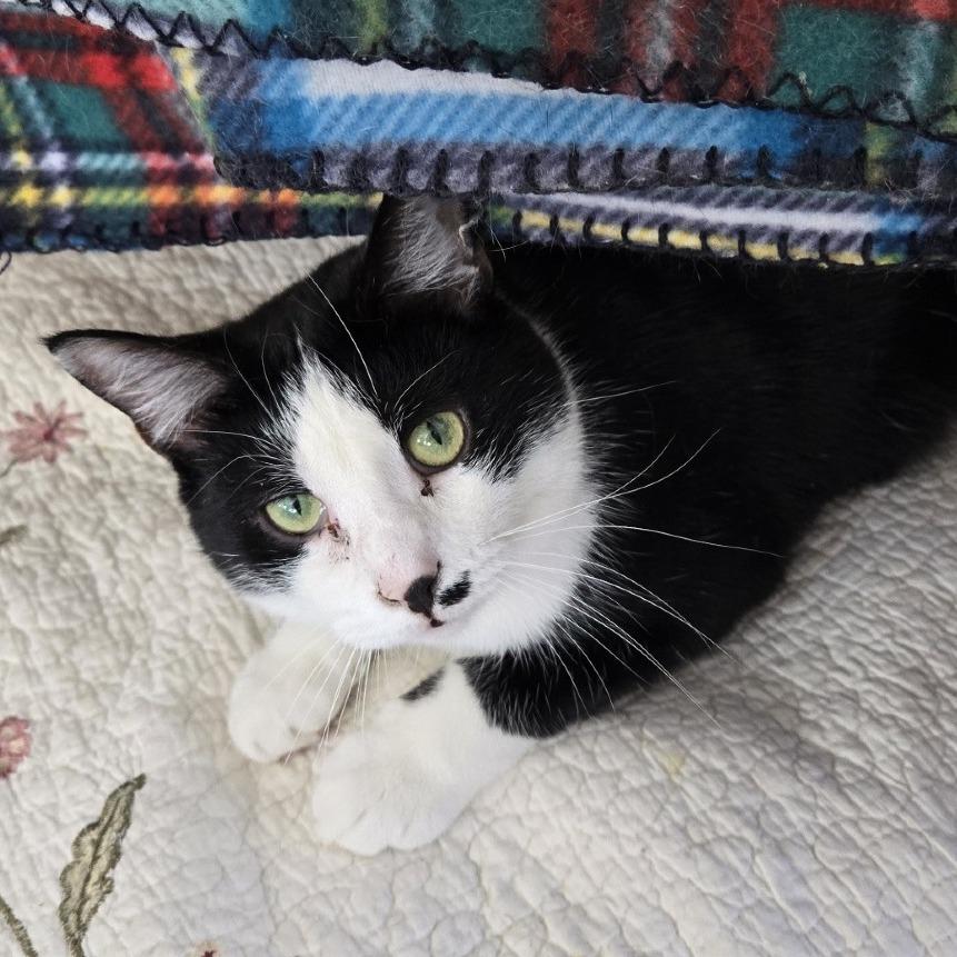 Enlarge Ross, a Adoptable Domestic Medium Hair in Pittsburgh, PA image 6/6