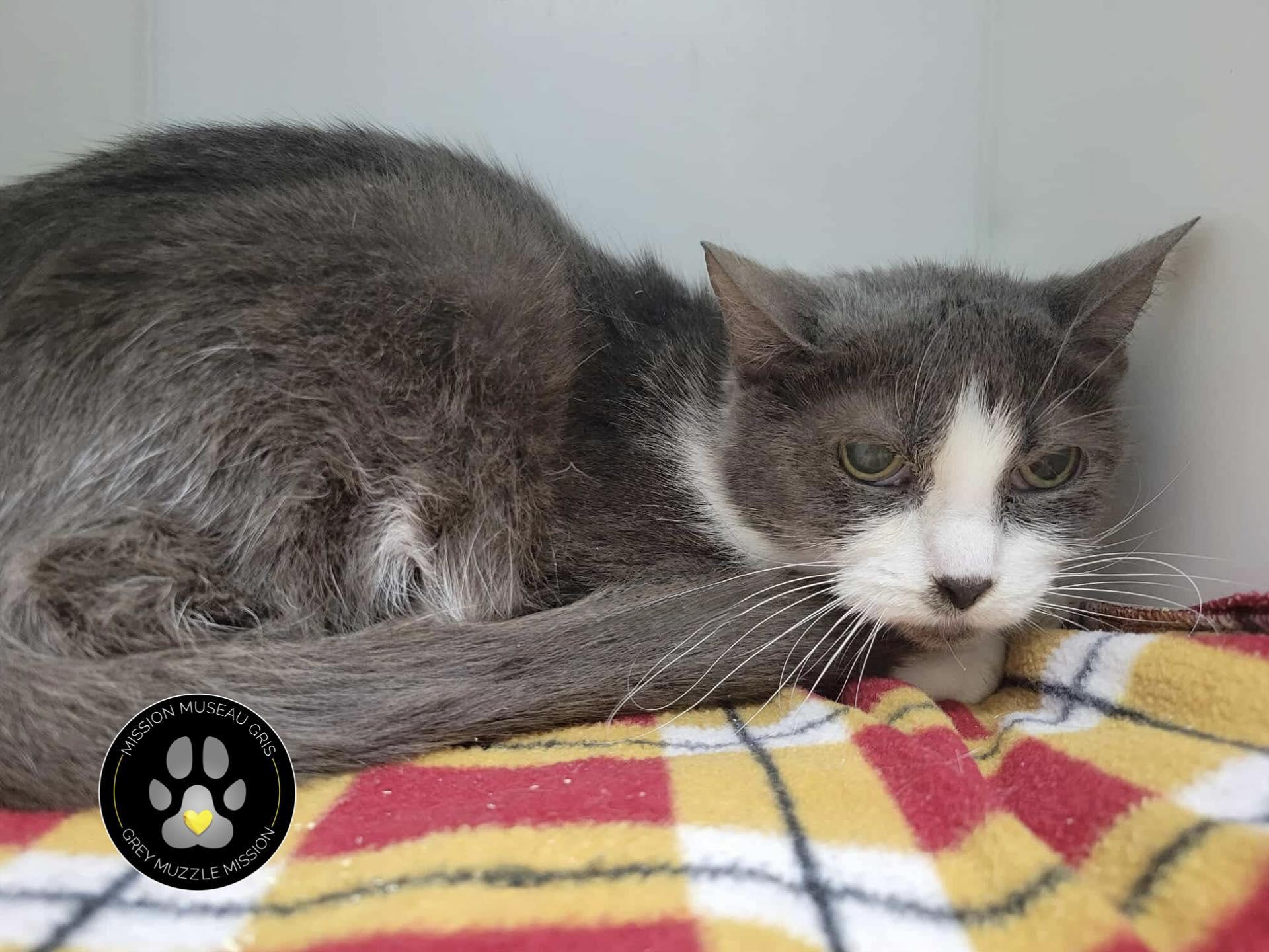 Enlarge Willy, a Adoptable Domestic Short Hair in Delson, QC image 1/1
